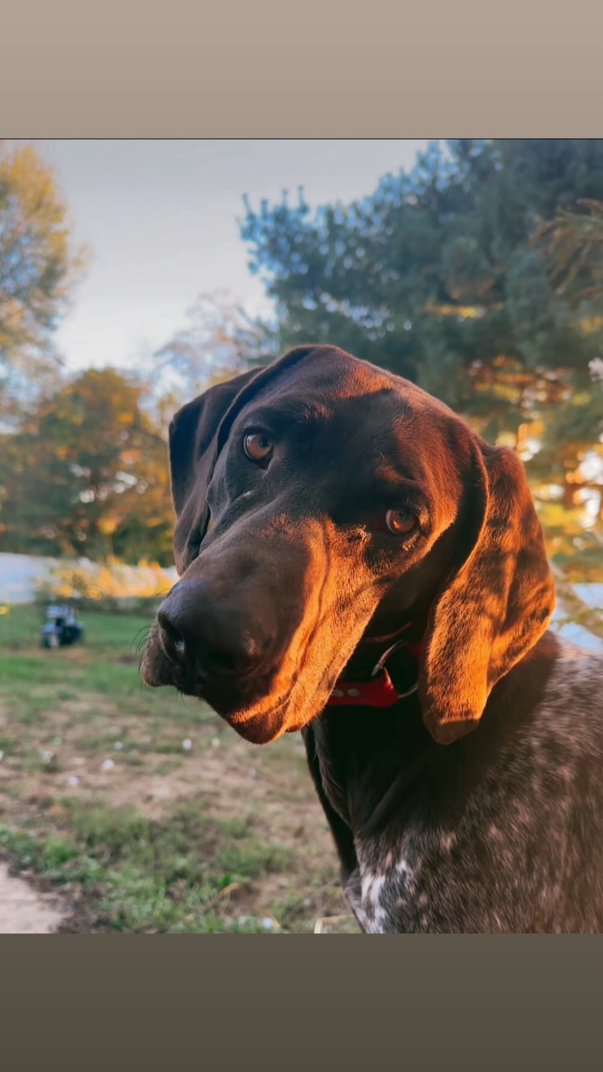Please help save Ruger's life! campaign photo, 4 of 6