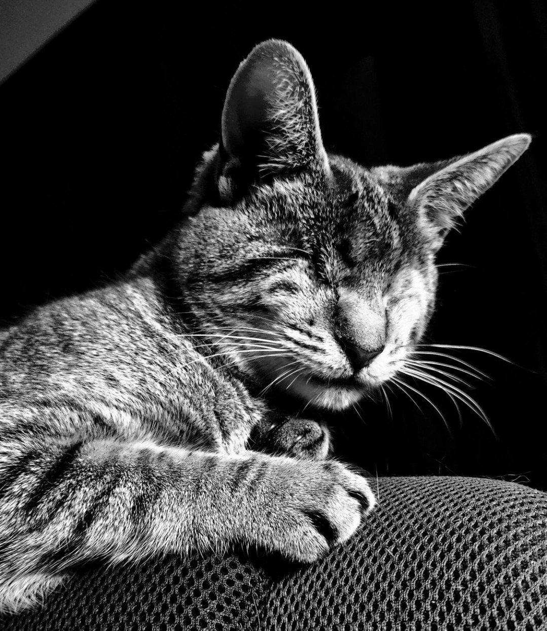 Help Joe Cover Willow's Dental Surgery Costs campaign photo, 4 of 8