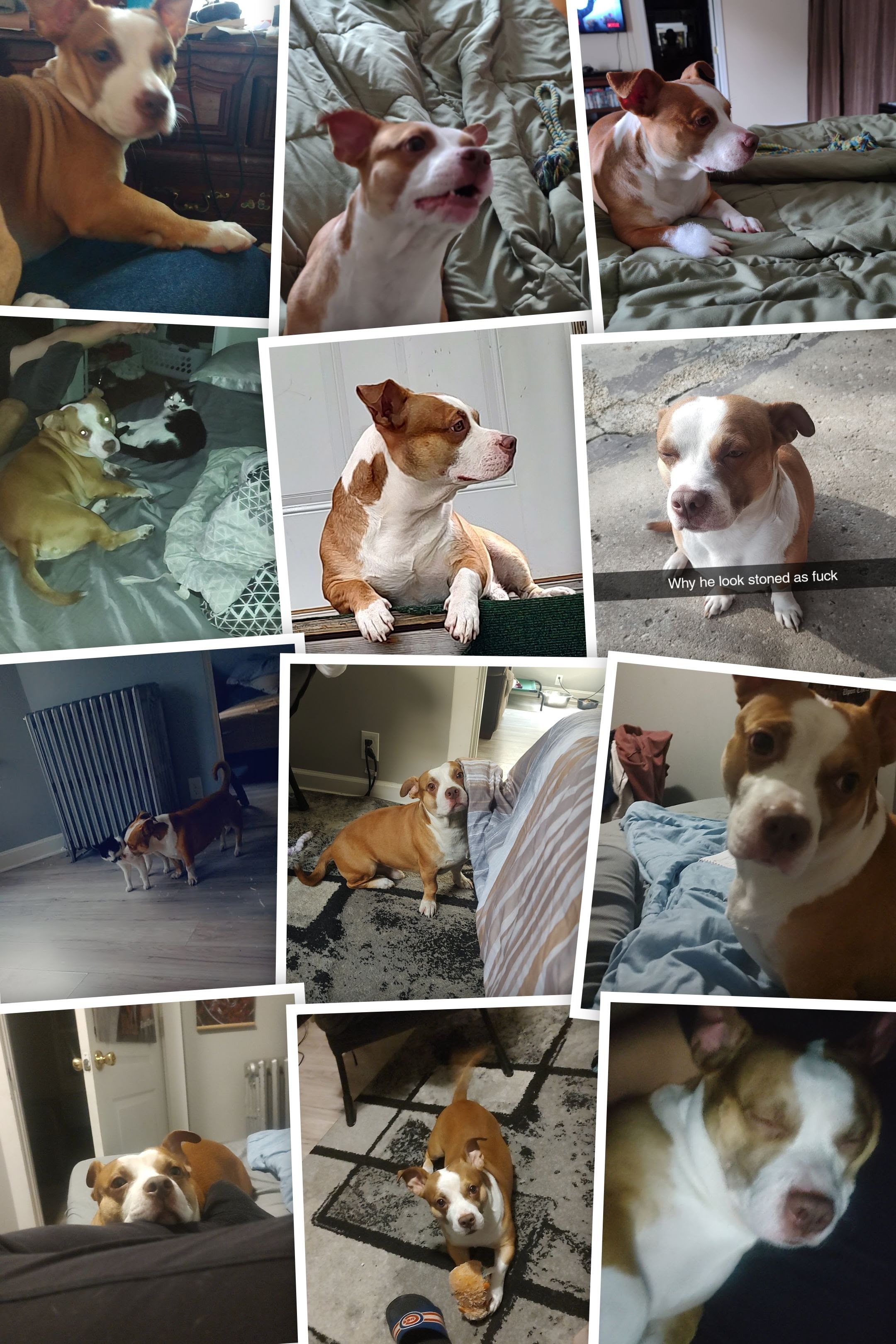 Support Buddy's Surgery for a Full Recovery campaign photo, 6 of 7