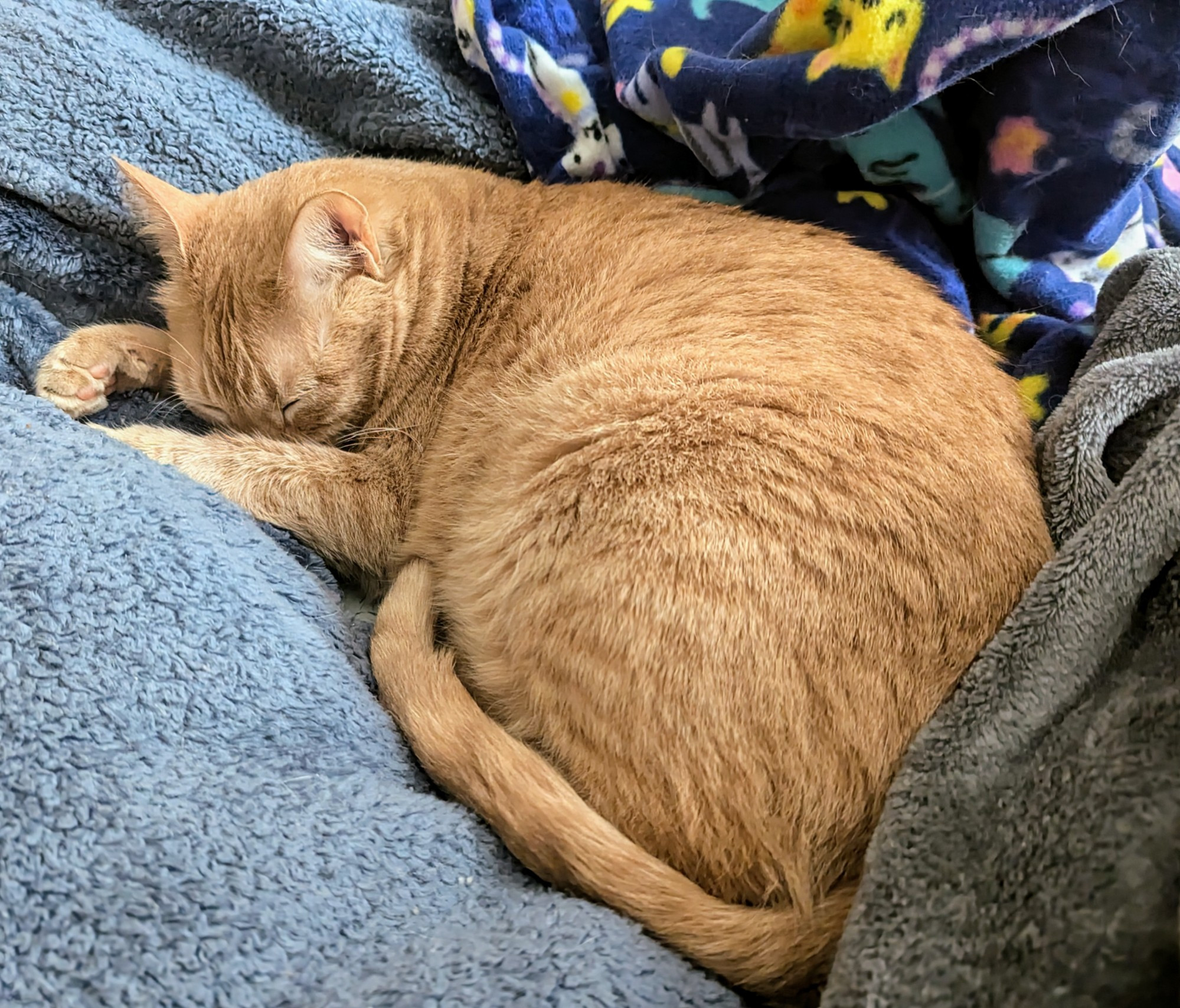 Help Bobcat Feed DL's Kitty! campaign photo, 2 of 3