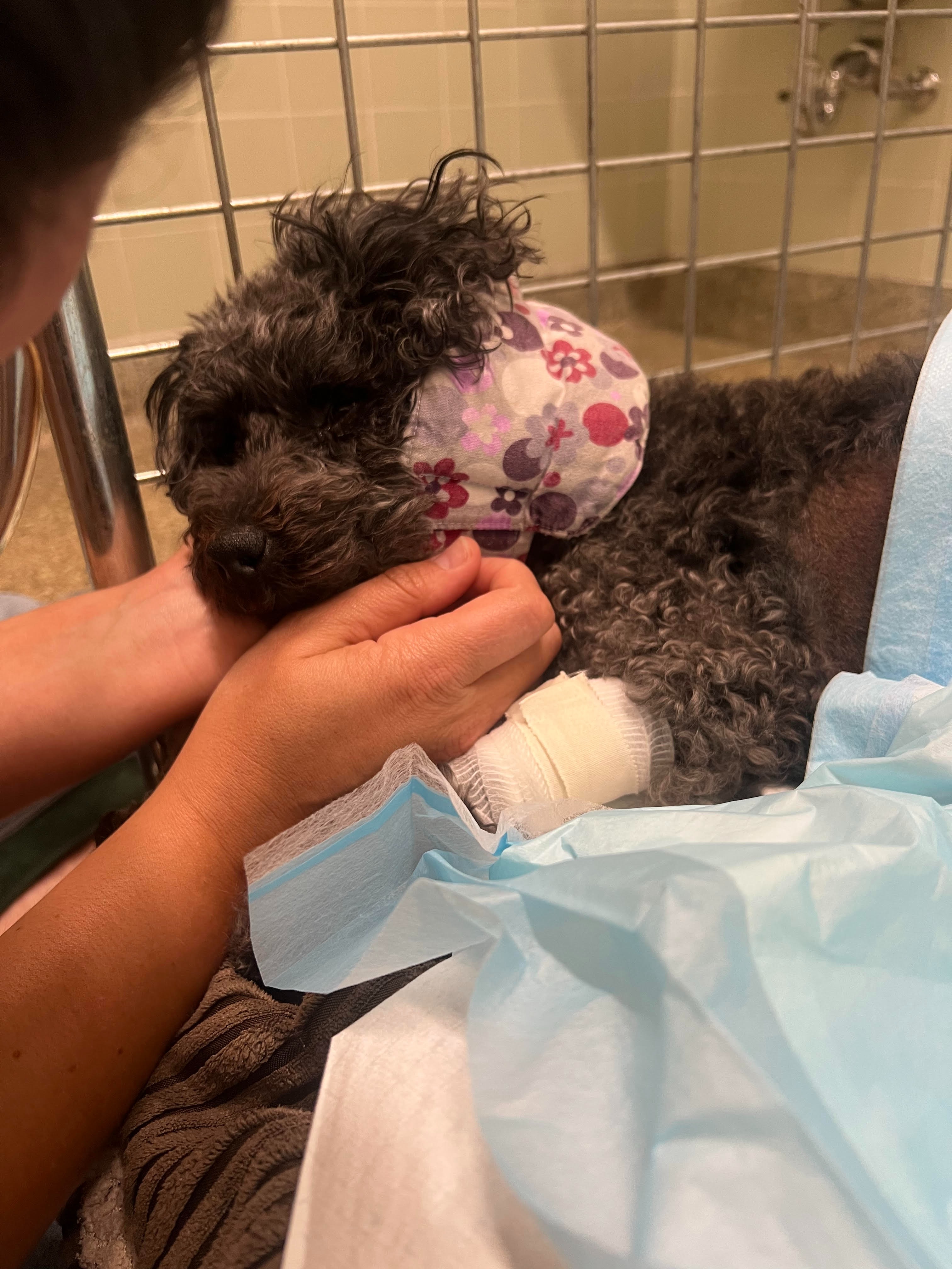 Bring Mia Home: Her Life is at Risk campaign photo, 2 of 8