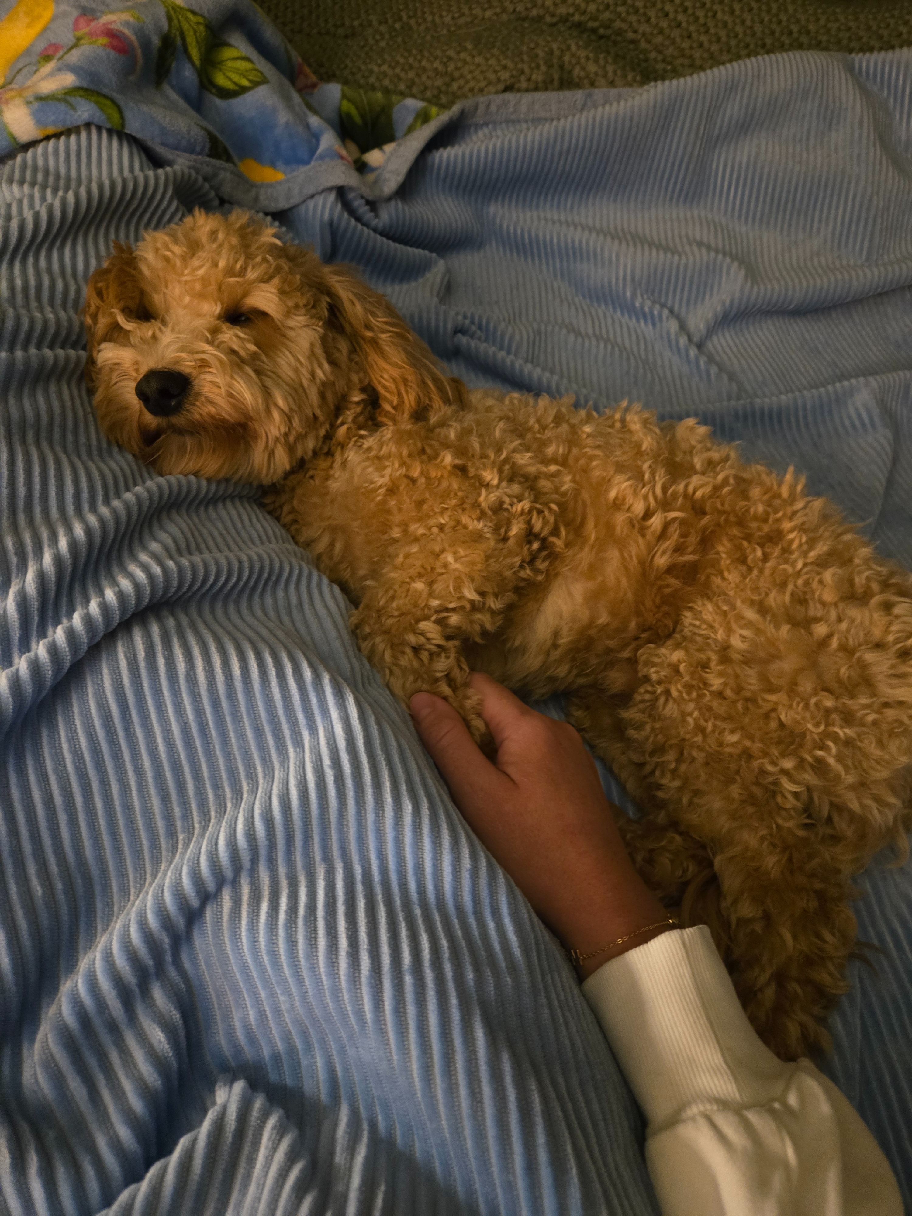 Save Princeton: Urgent Surgery Needed campaign photo, 4 of 8