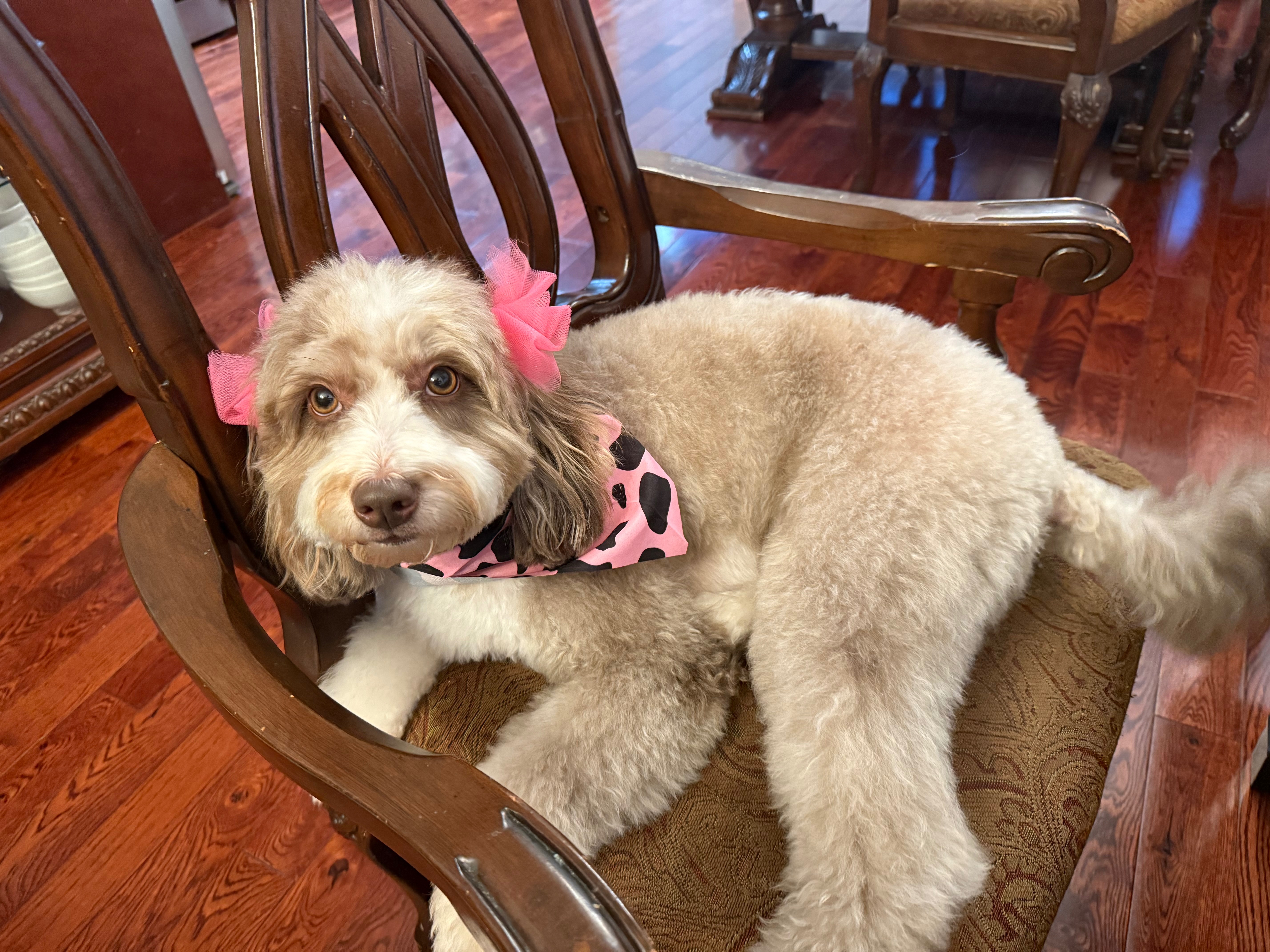 Aid Candy's Recovery: Vet Bills Pile Up campaign photo, 6 of 7