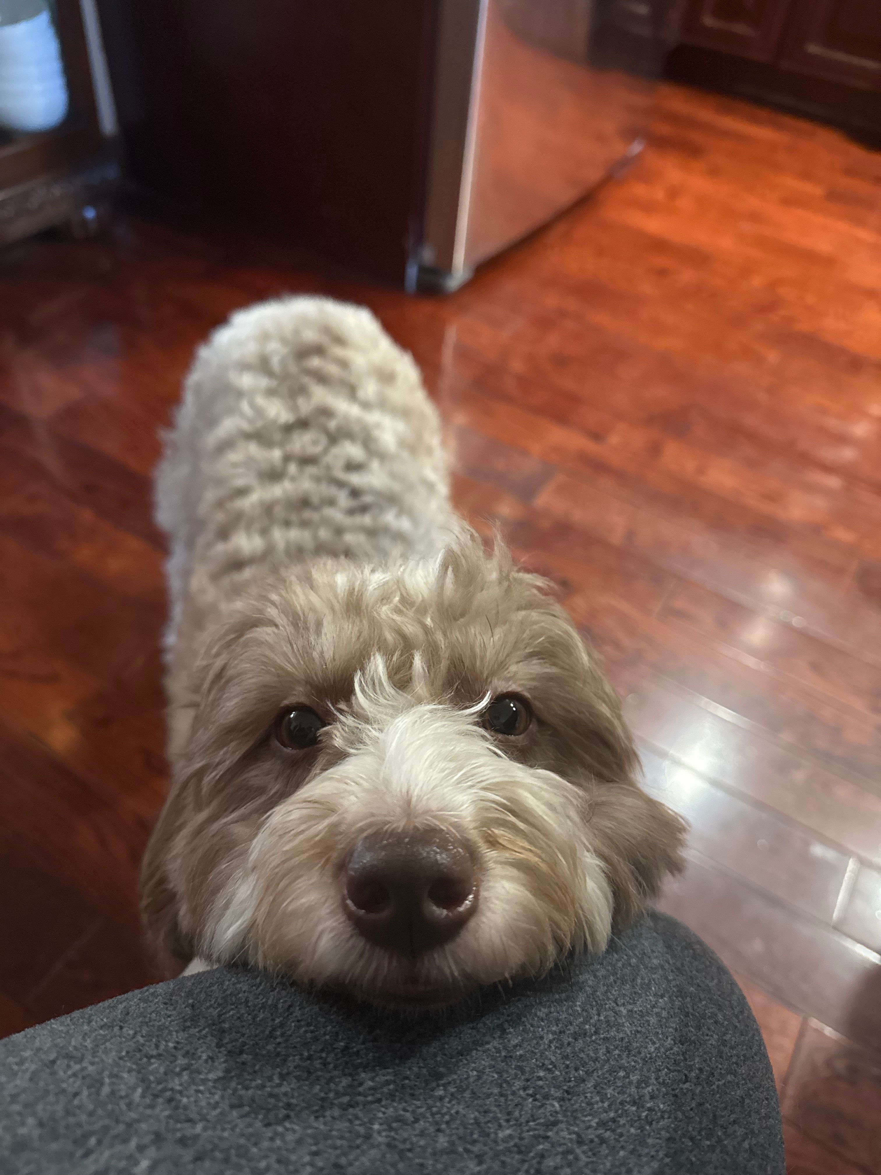 Aid Candy's Recovery: Vet Bills Pile Up campaign photo, 2 of 7