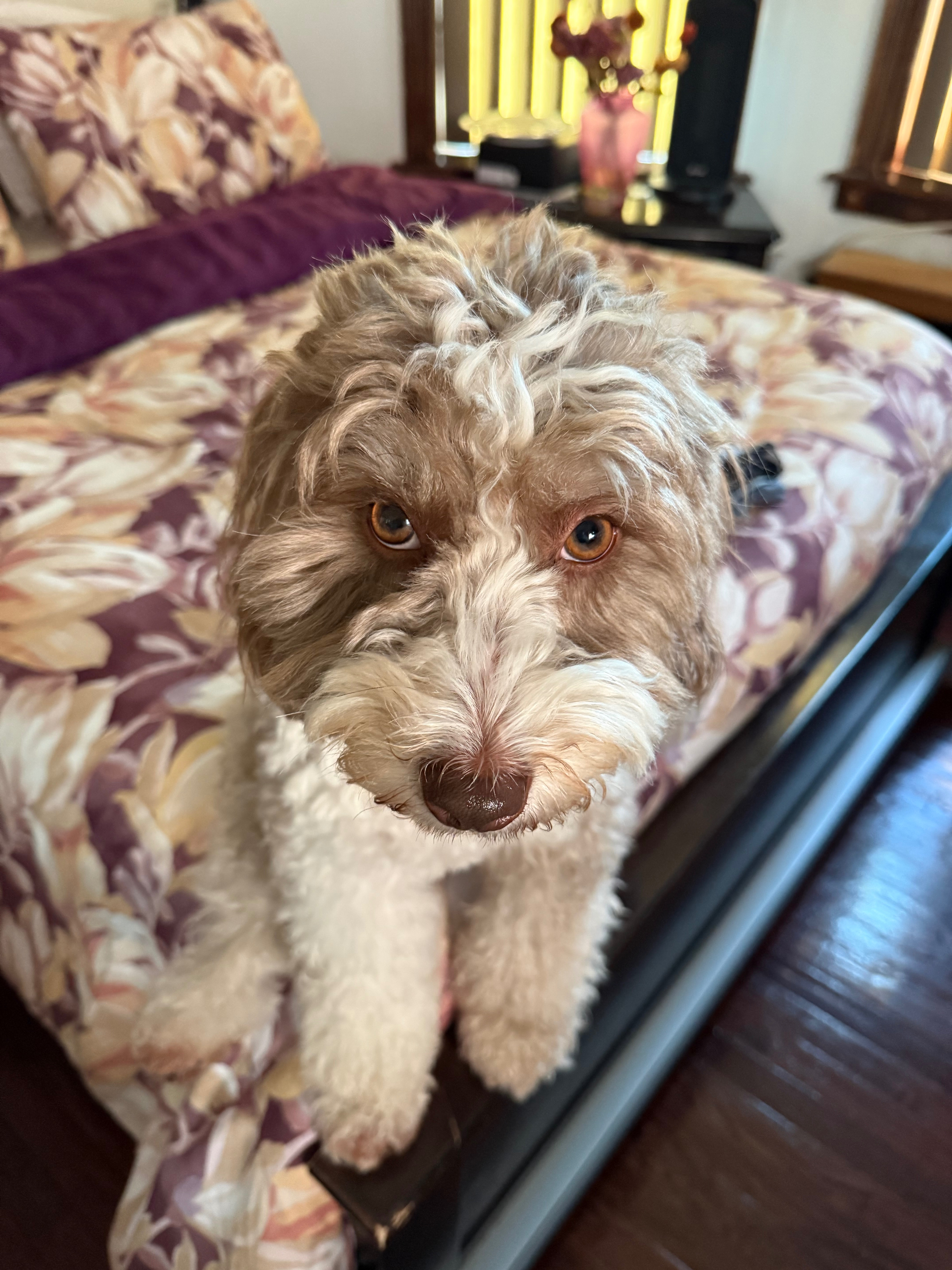 Aid Candy's Recovery: Vet Bills Pile Up campaign photo, 4 of 7