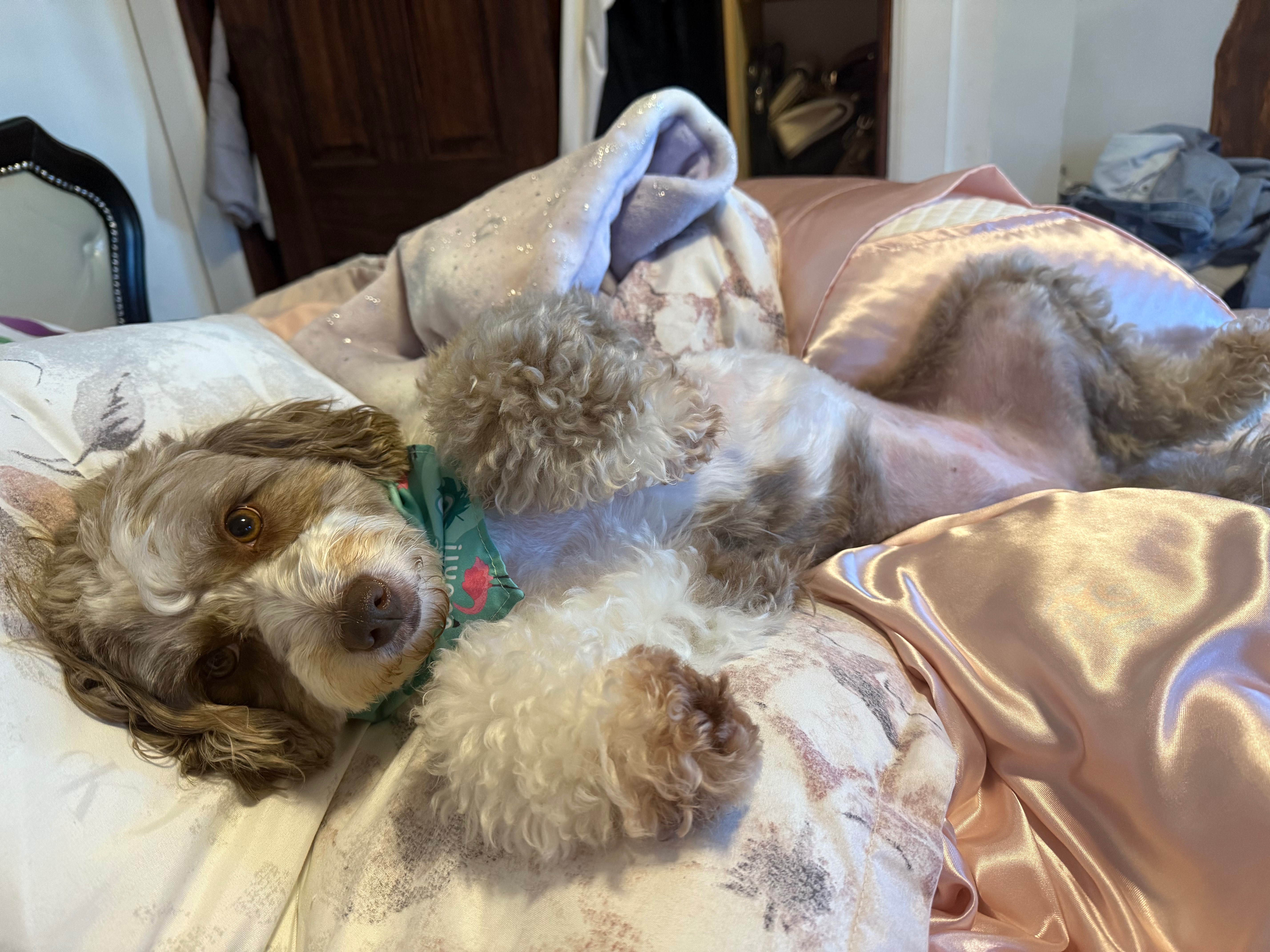 Aid Candy's Recovery: Vet Bills Pile Up campaign photo, 5 of 7