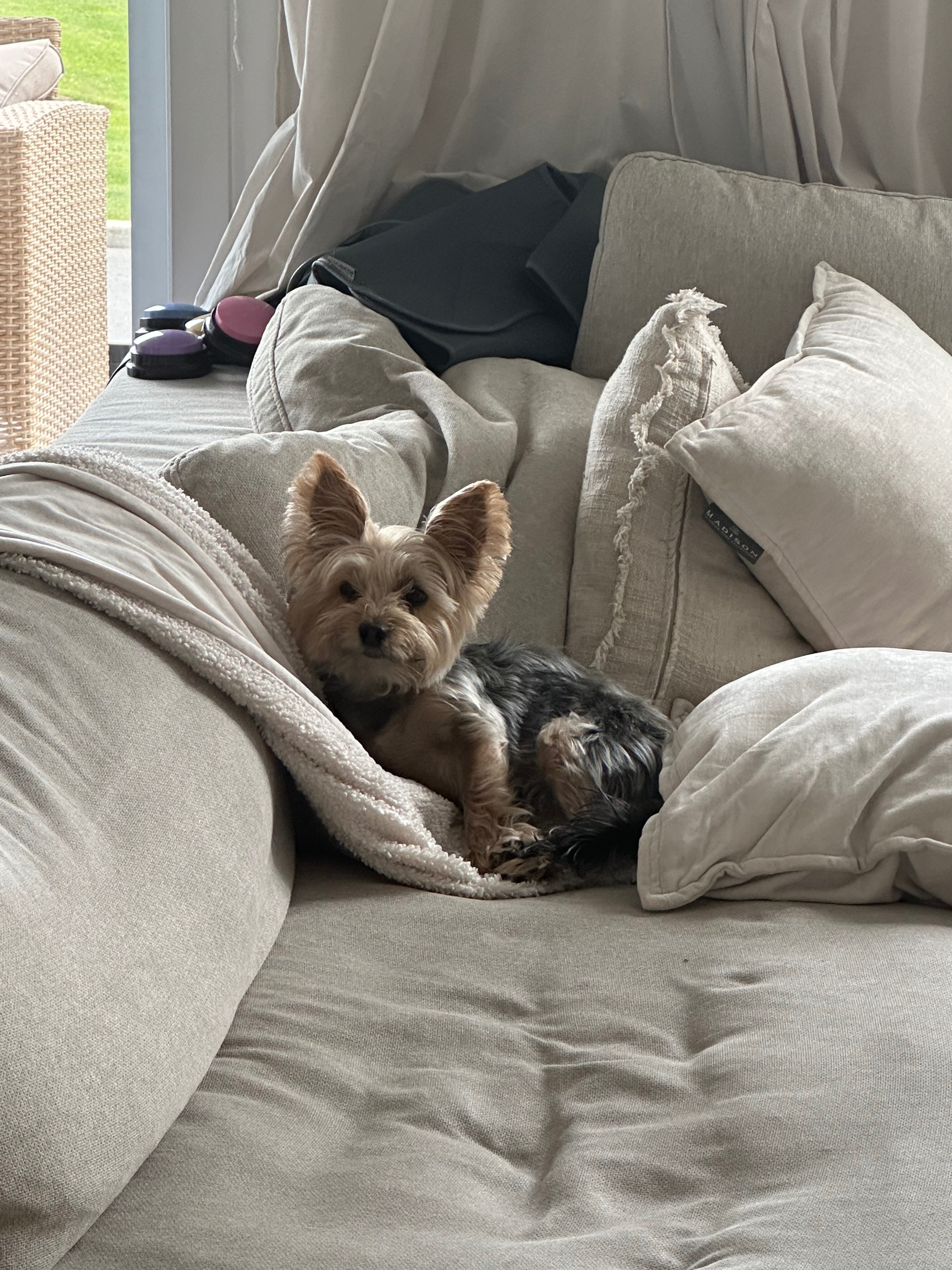 Help Lili get her 3rd surgery campaign photo, 2 of 4