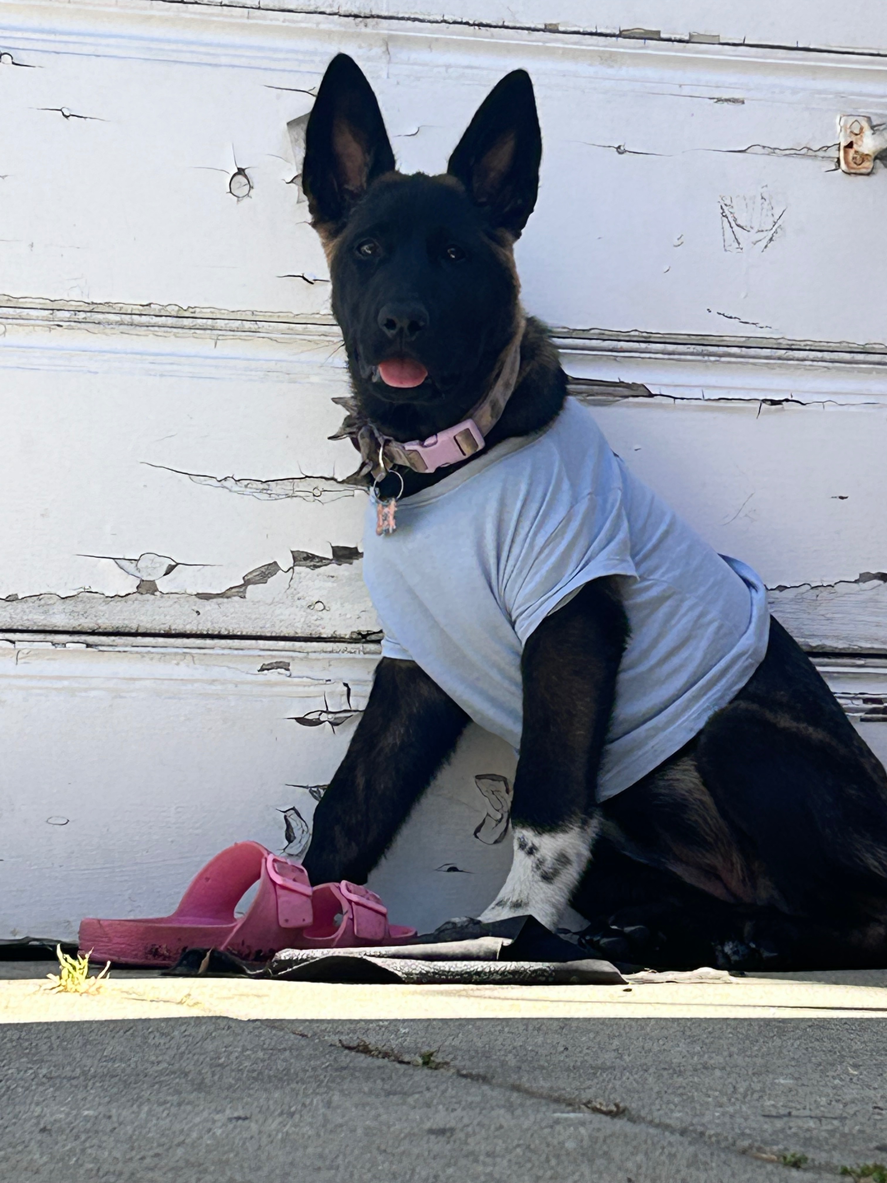 Help a Puppy Heal: Support Needed for Surgery campaign photo, 6 of 7