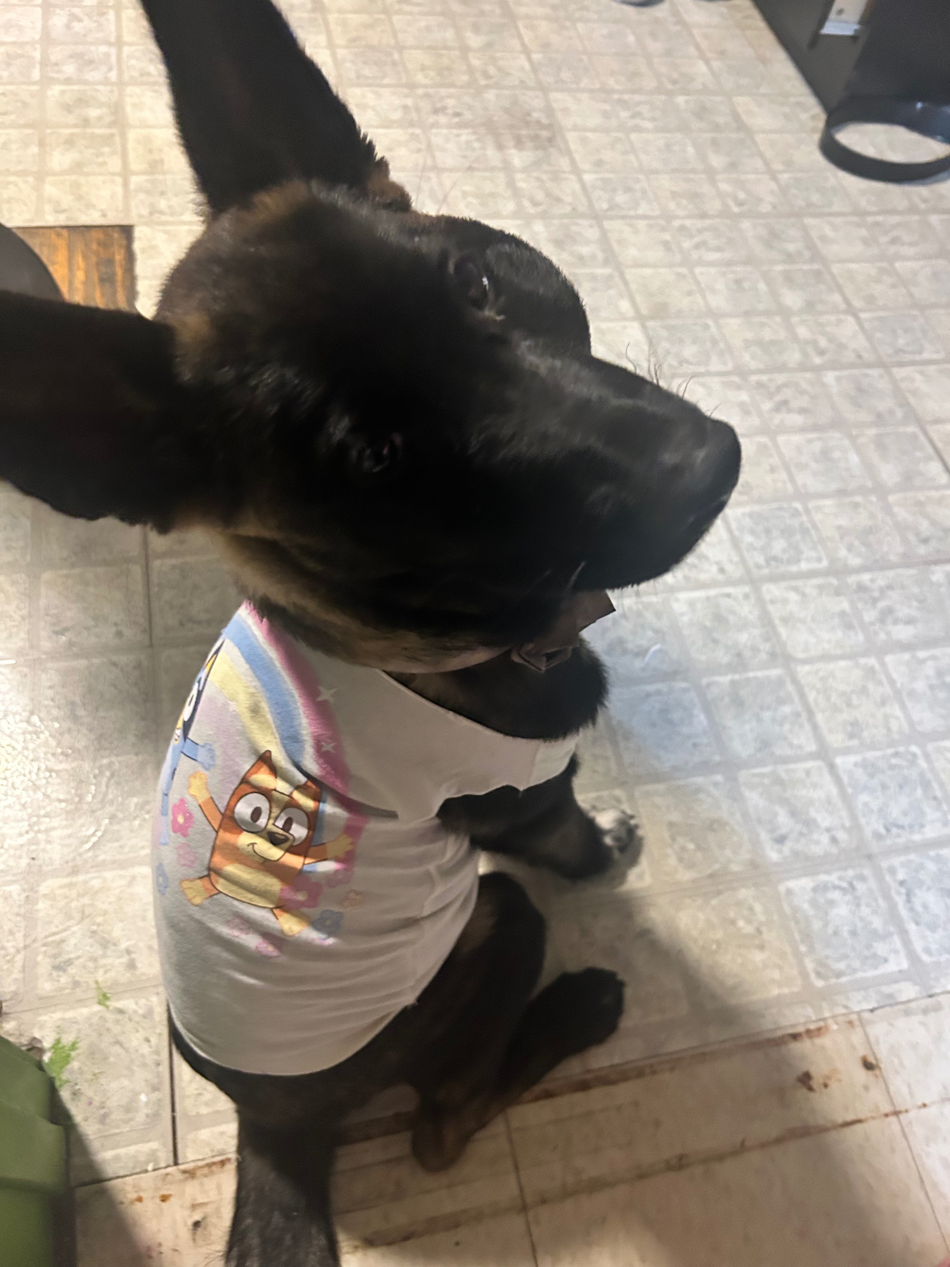 Help a Puppy Heal: Support Needed for Surgery campaign photo, 2 of 7