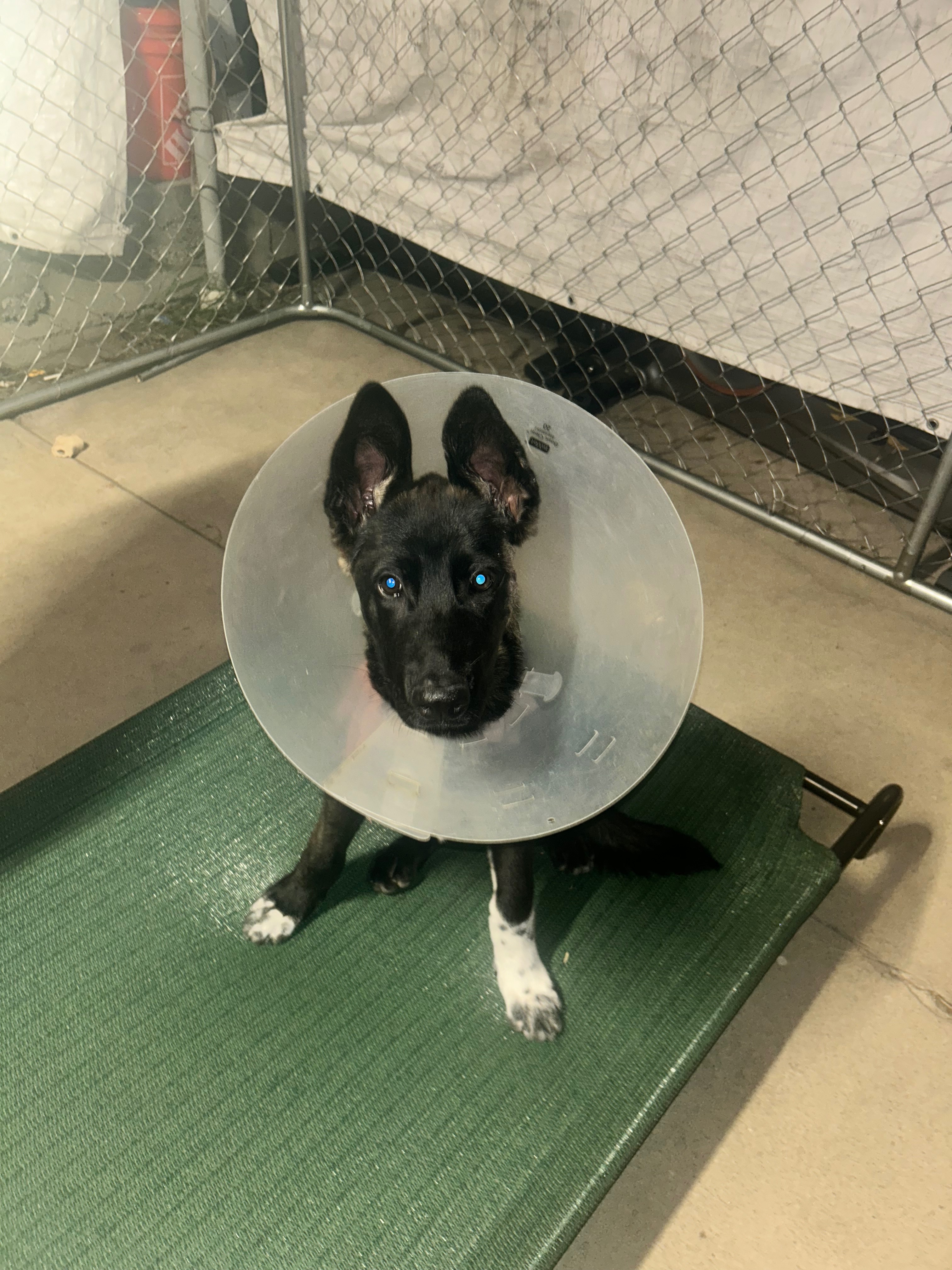 Help a Puppy Heal: Support Needed for Surgery campaign photo, 4 of 7