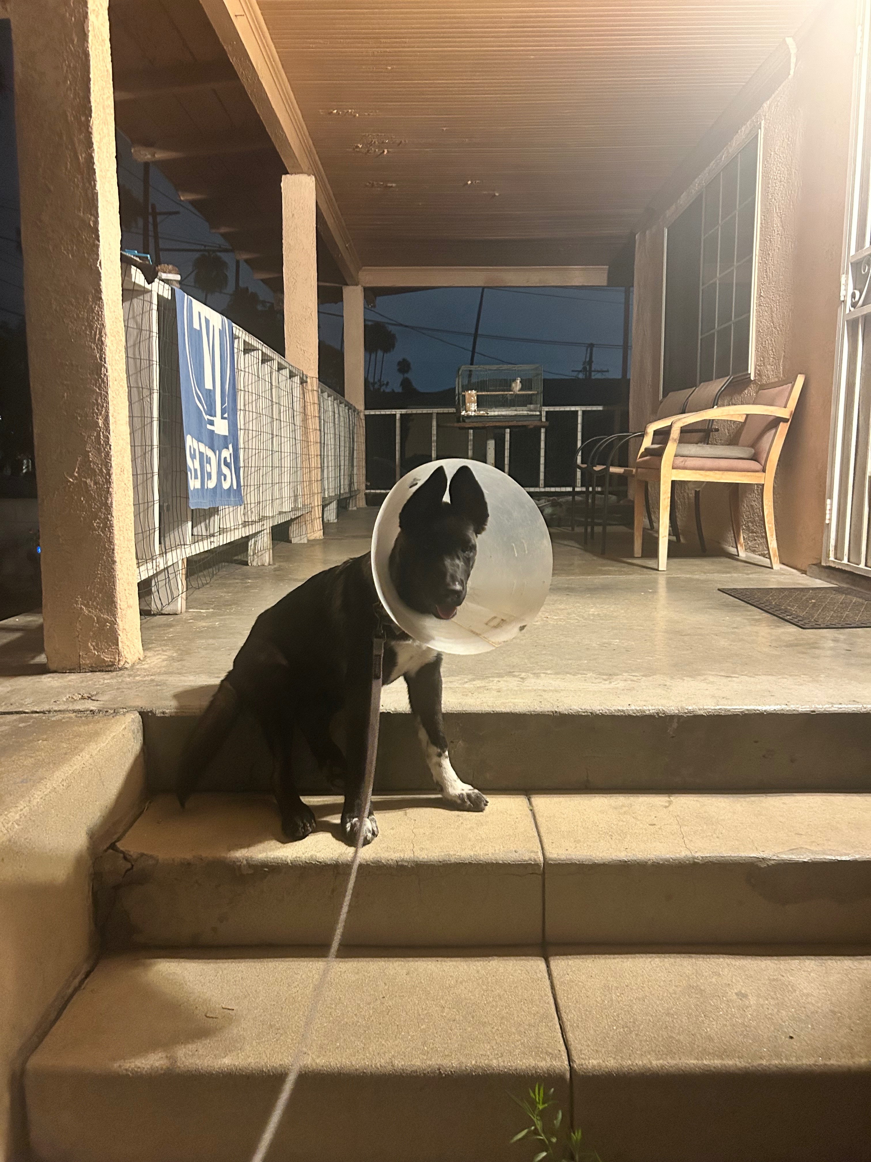 Help a Puppy Heal: Support Needed for Surgery campaign photo, 5 of 7