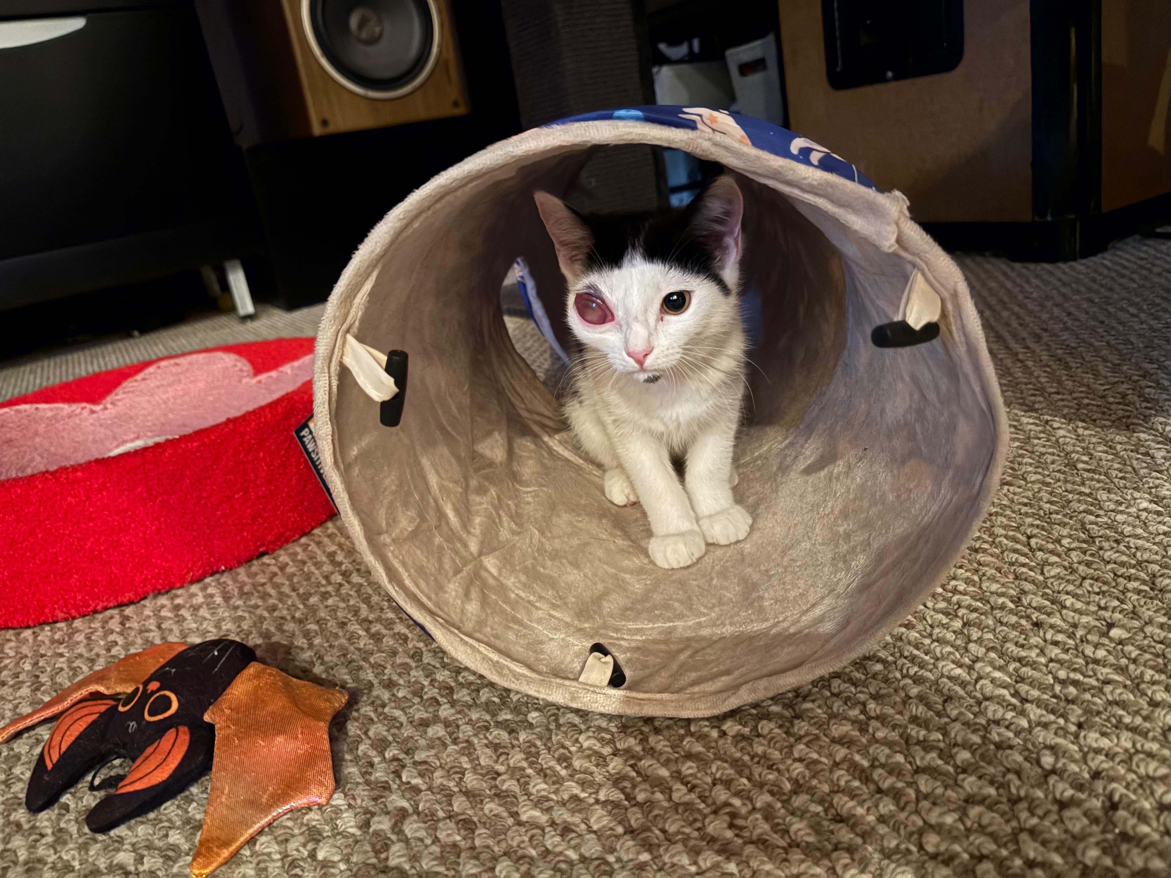Help Tizzy Get Life-Saving Eye Surgery campaign photo, 5 of 6