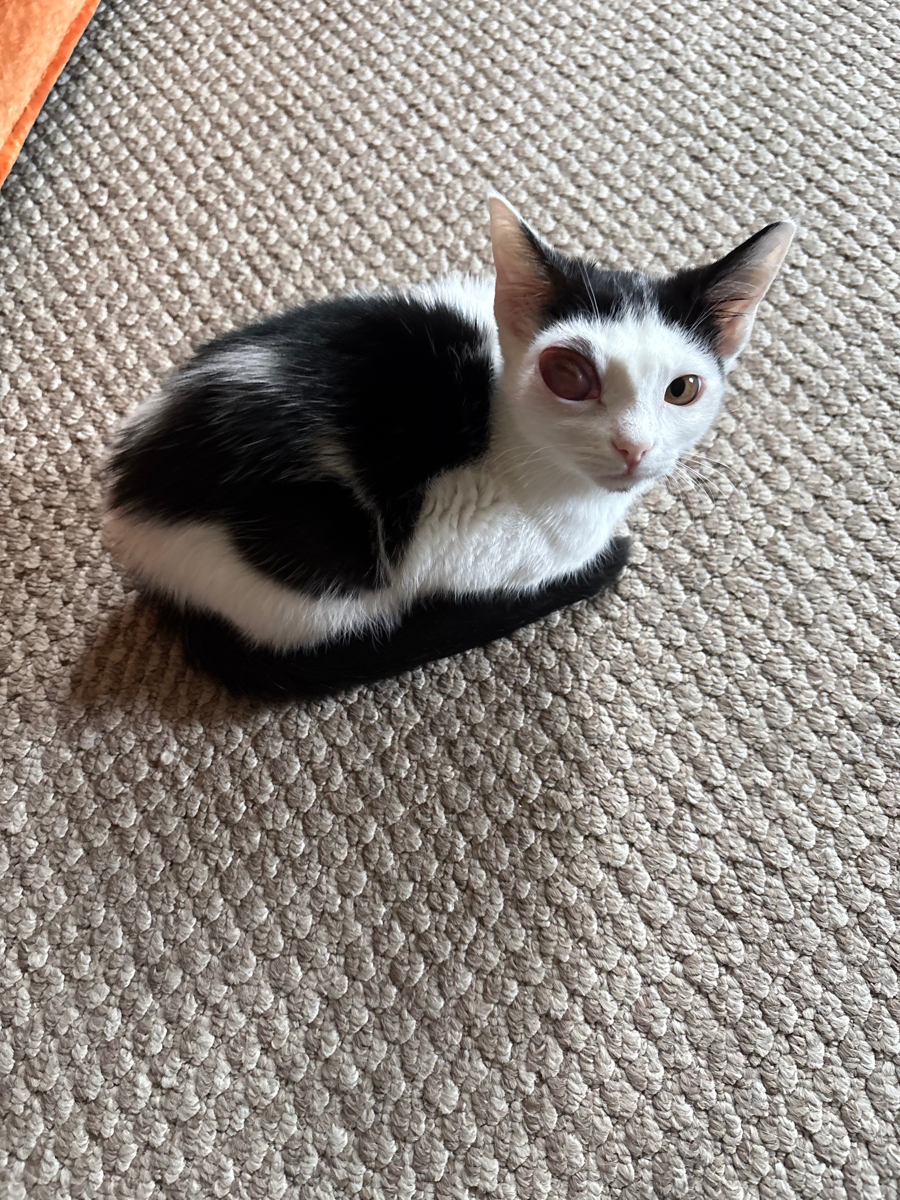 Help Tizzy Get Life-Saving Eye Surgery campaign photo, 4 of 6