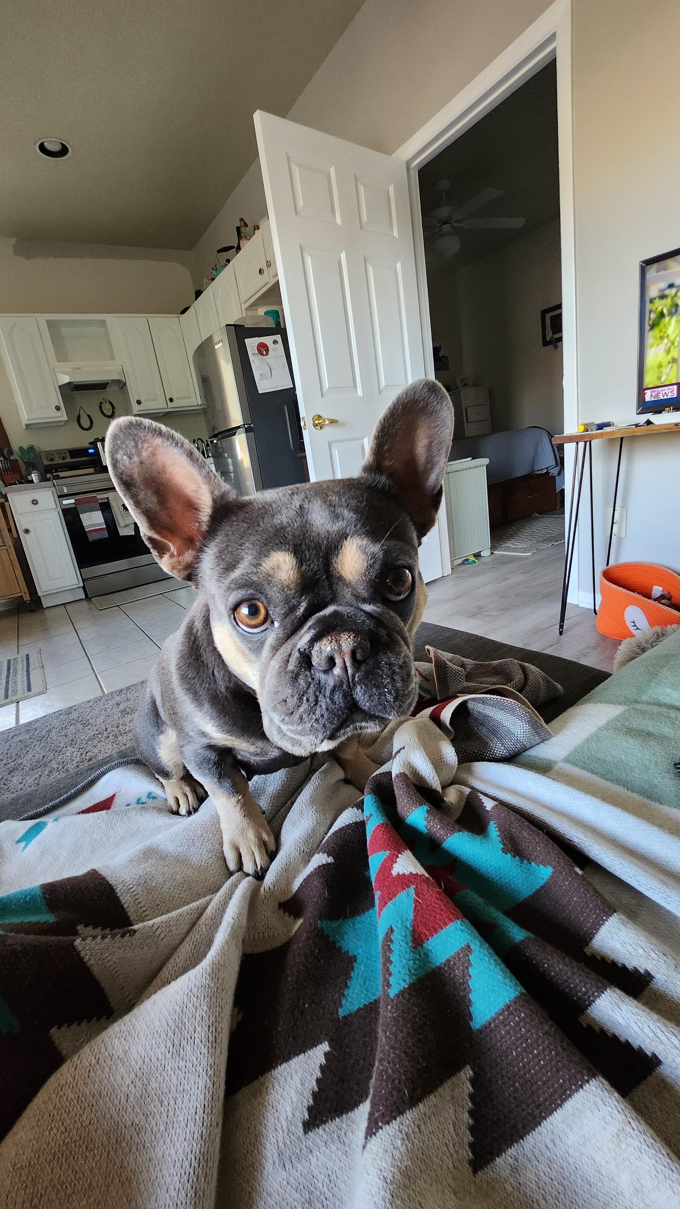 Urgent Aid for GiGi's Snake Bite campaign photo, 2 of 7