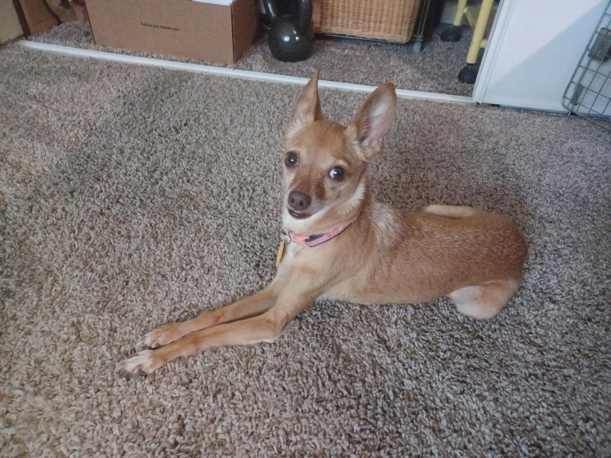 Newly Adopted Pup Needs Expensive Dental Care campaign photo, 6 of 7