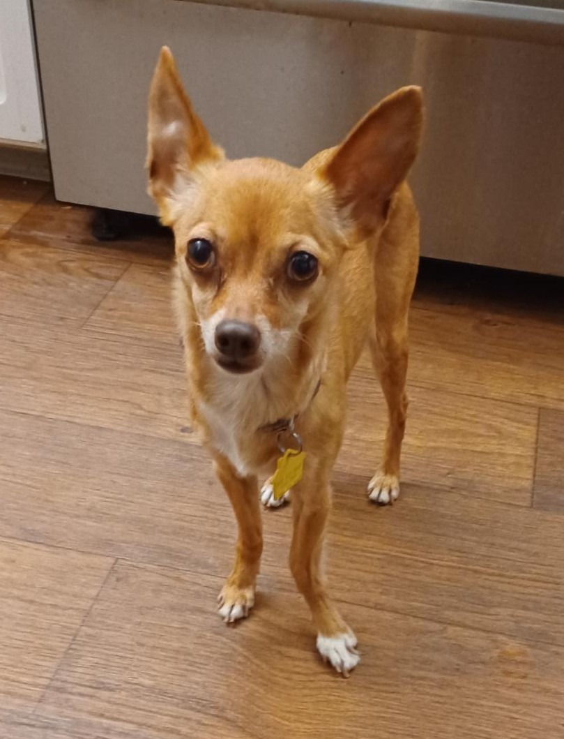 Newly Adopted Pup Needs Expensive Dental Care campaign photo, 2 of 7