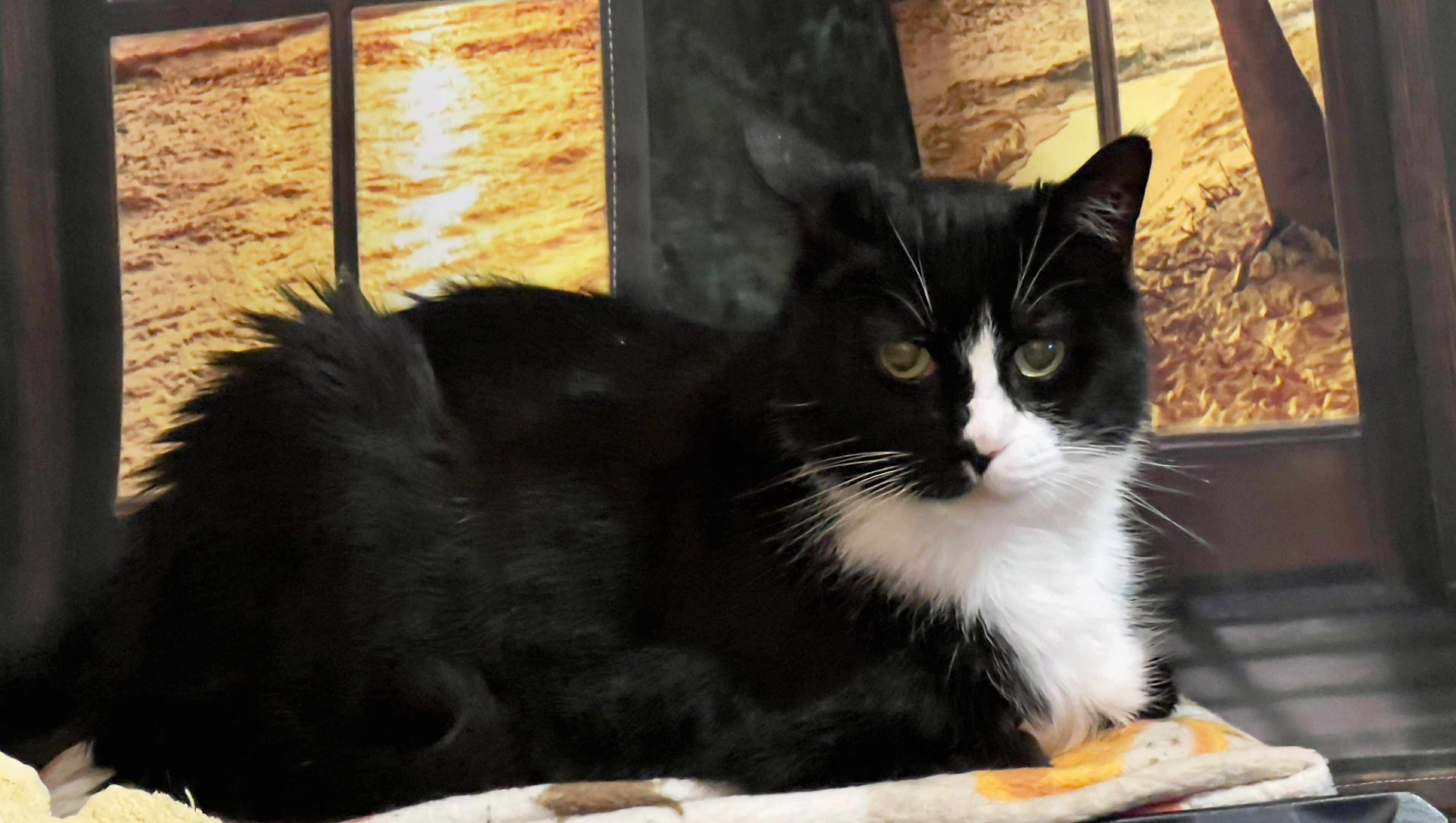 Help Save Mario: Surgery for Debbie’s Cat photo