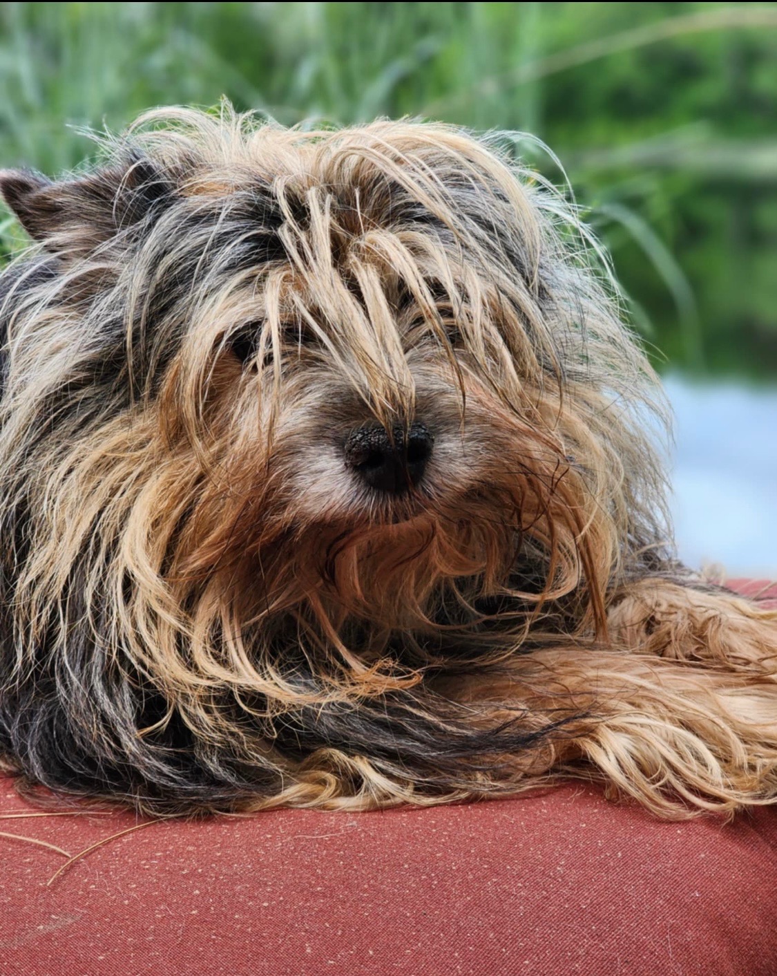 Julita Our Angels Dog Rescue campaign photo, 7 of 8