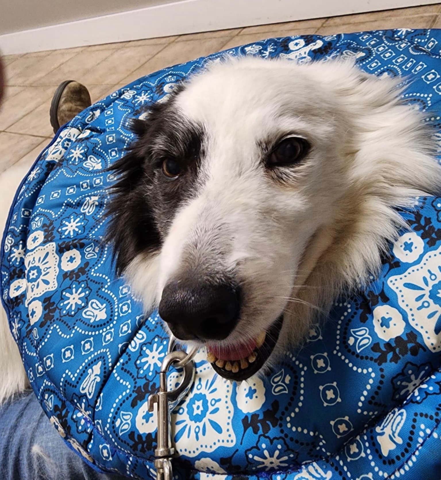 Julita Our Angels Dog Rescue campaign photo, 5 of 8