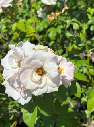 Honor Virginia Hollis with a Blooming Tribute campaign photo, 2 of 3