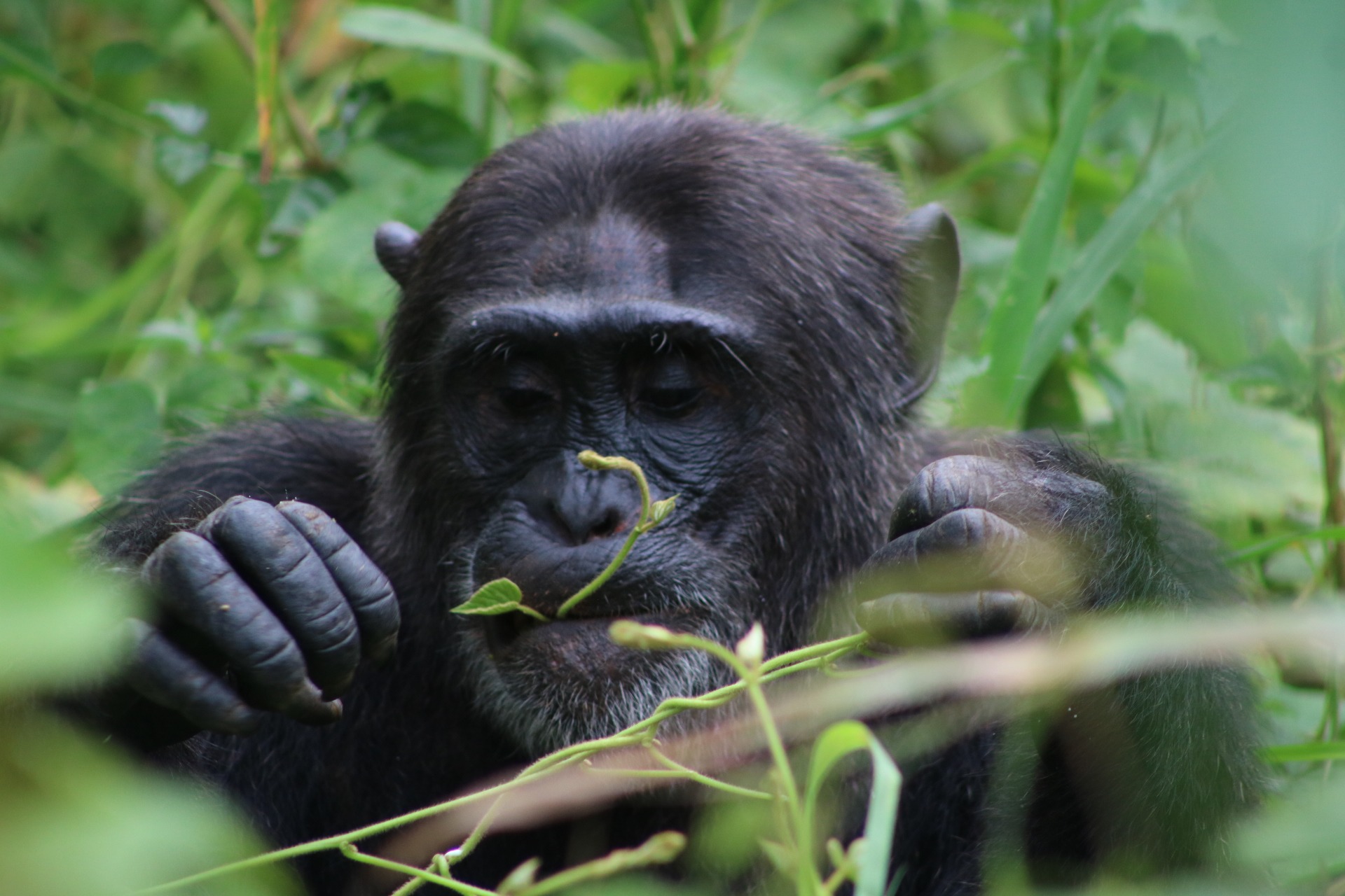 Be a Guardian to wildlife campaign photo, 5 of 8