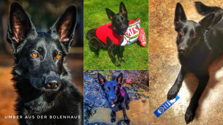Help Umber's Heartbeat at WSU Vet Hospital campaign photo, 5 of 6