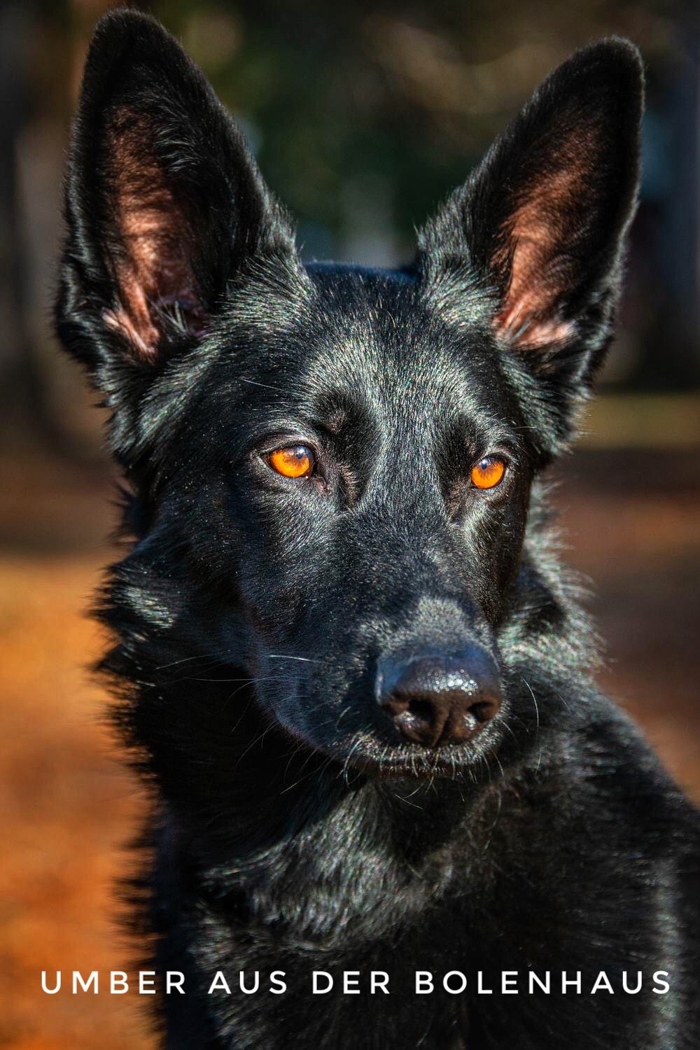 Help Umber's Heartbeat at WSU Vet Hospital campaign photo, 2 of 6