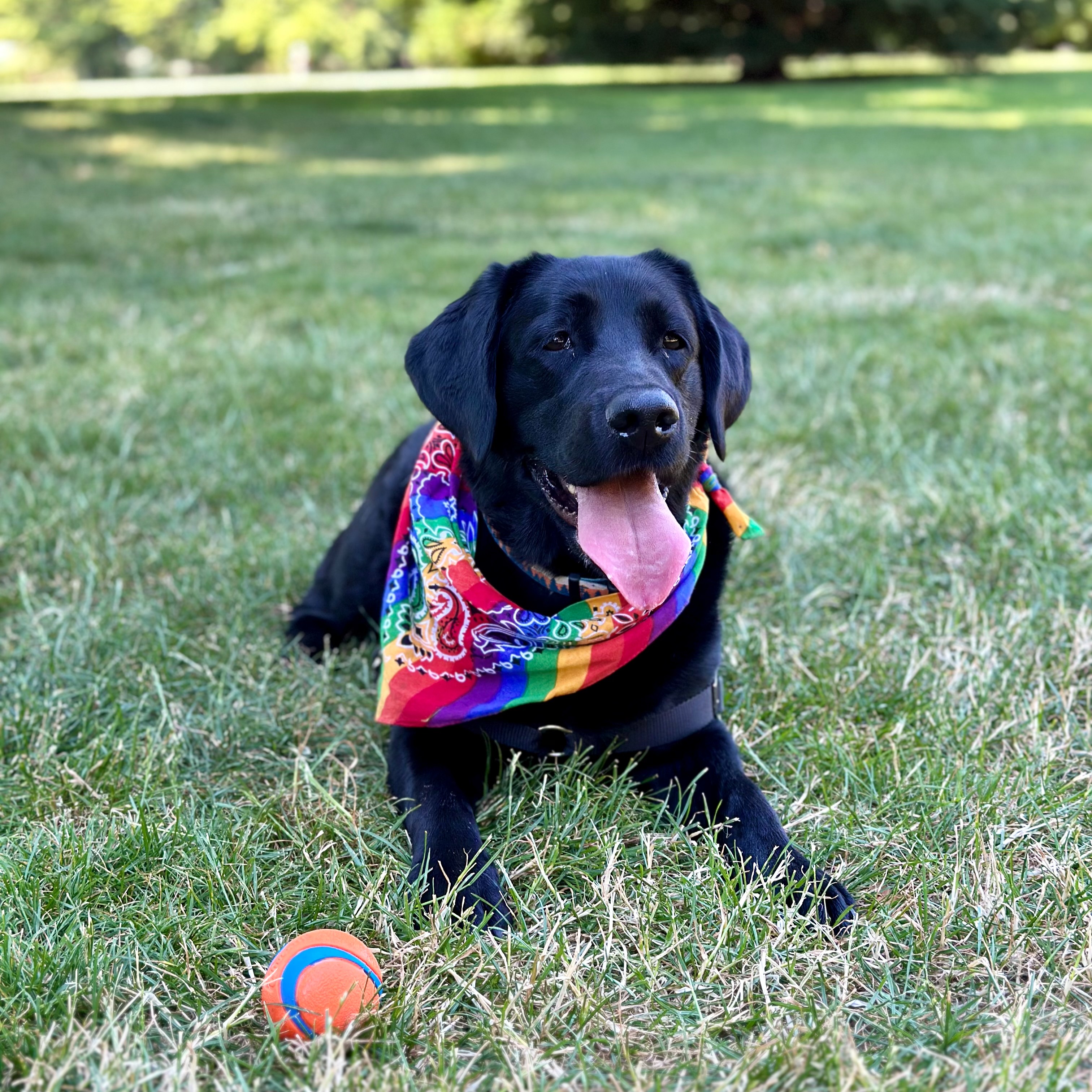 Extend Juno's Life: Help Kyle Afford Treatment campaign photo, 7 of 8