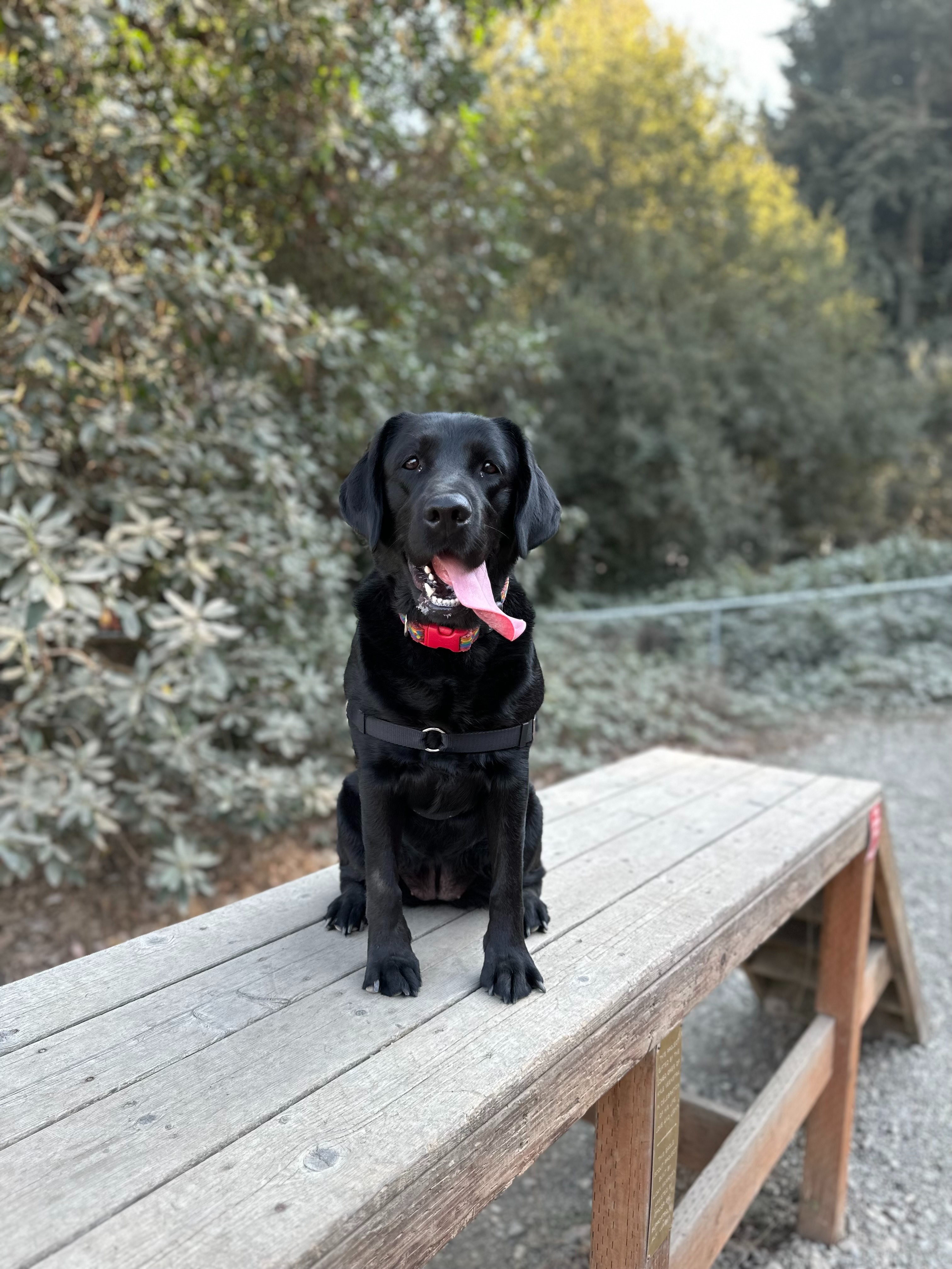Extend Juno's Life: Help Kyle Afford Treatment campaign photo, 5 of 8