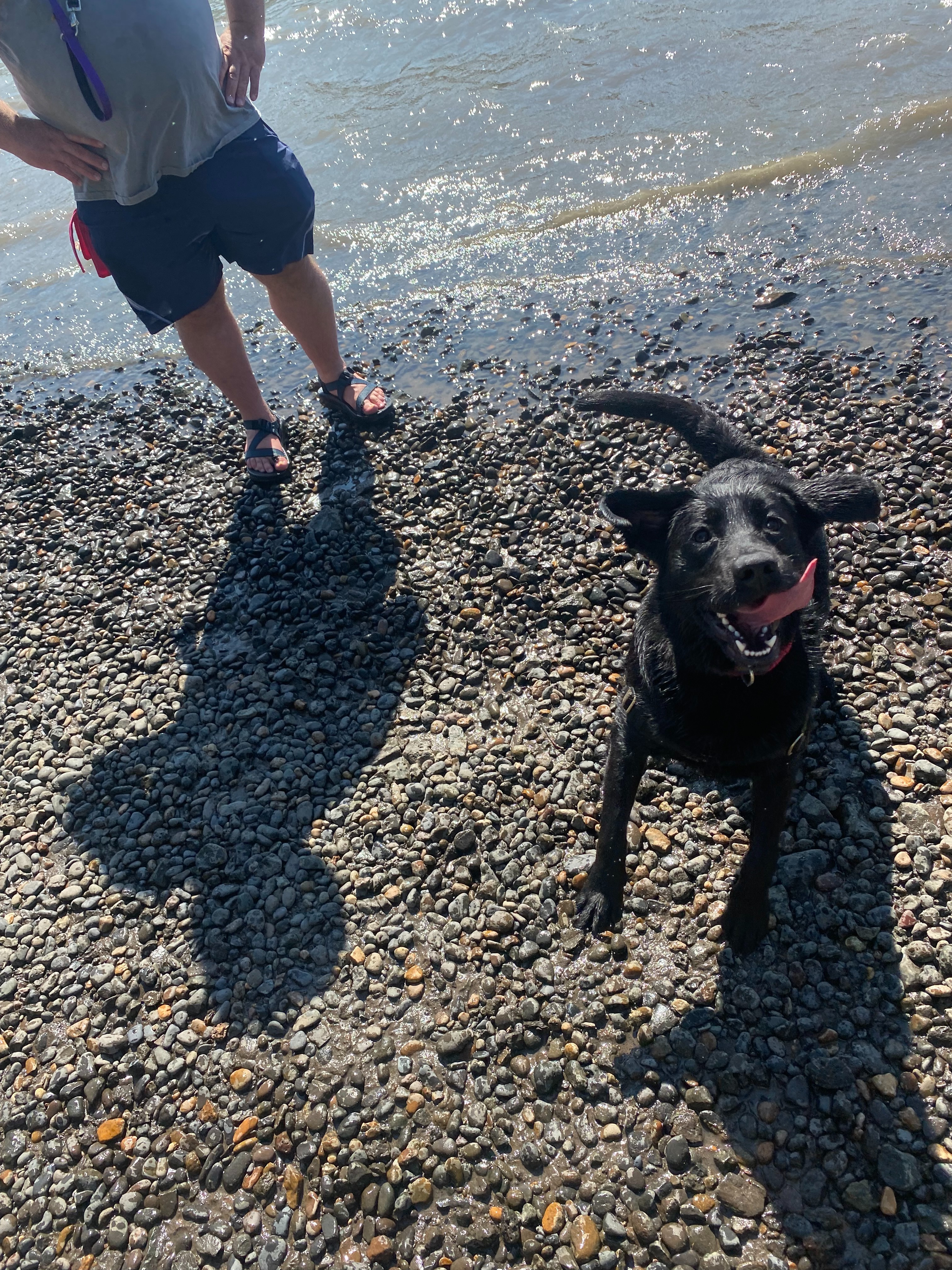 Extend Juno's Life: Help Kyle Afford Treatment campaign photo, 6 of 8