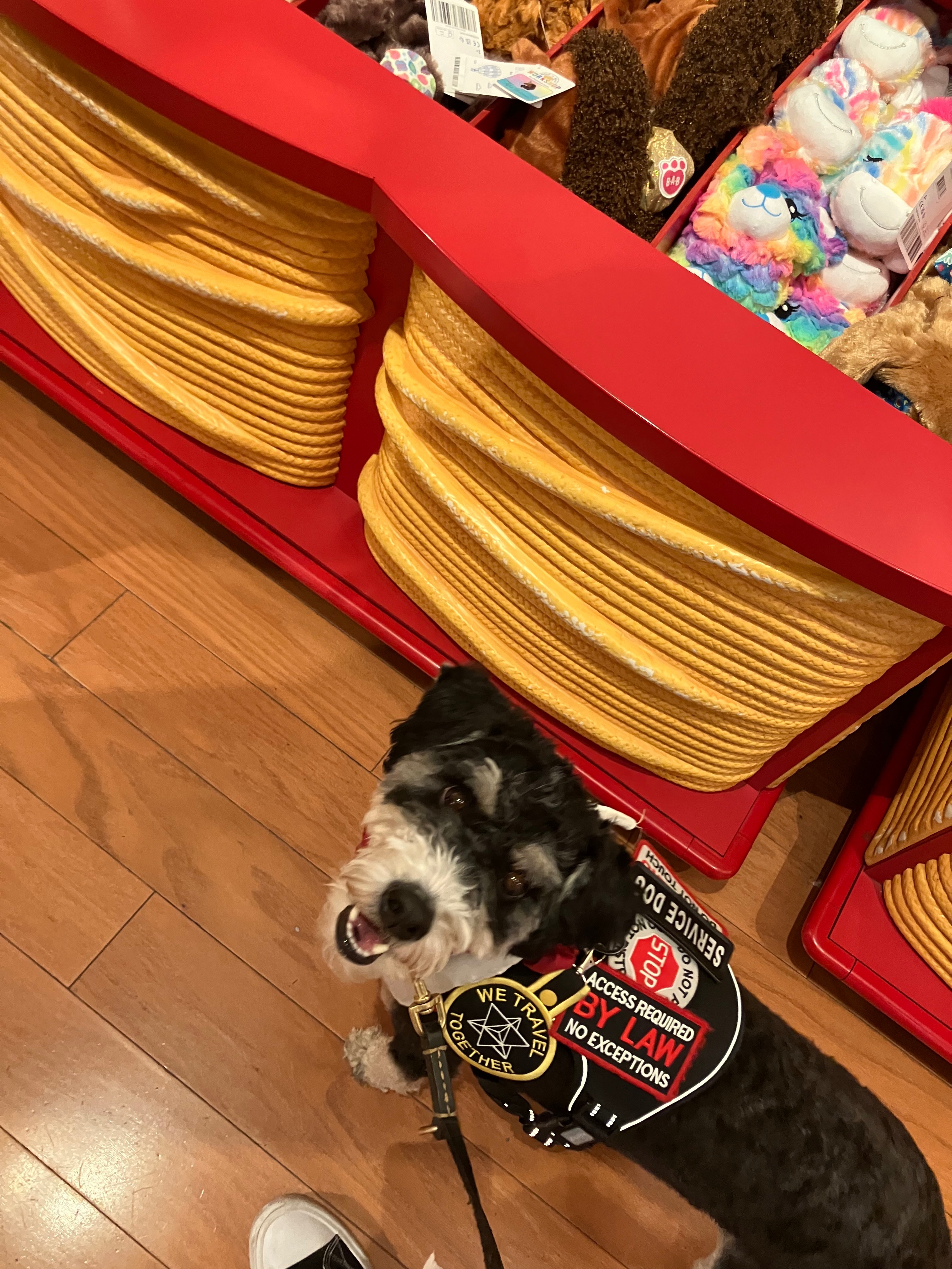 A Little Help for Bethanie and Service Dog Max campaign photo, 4 of 7