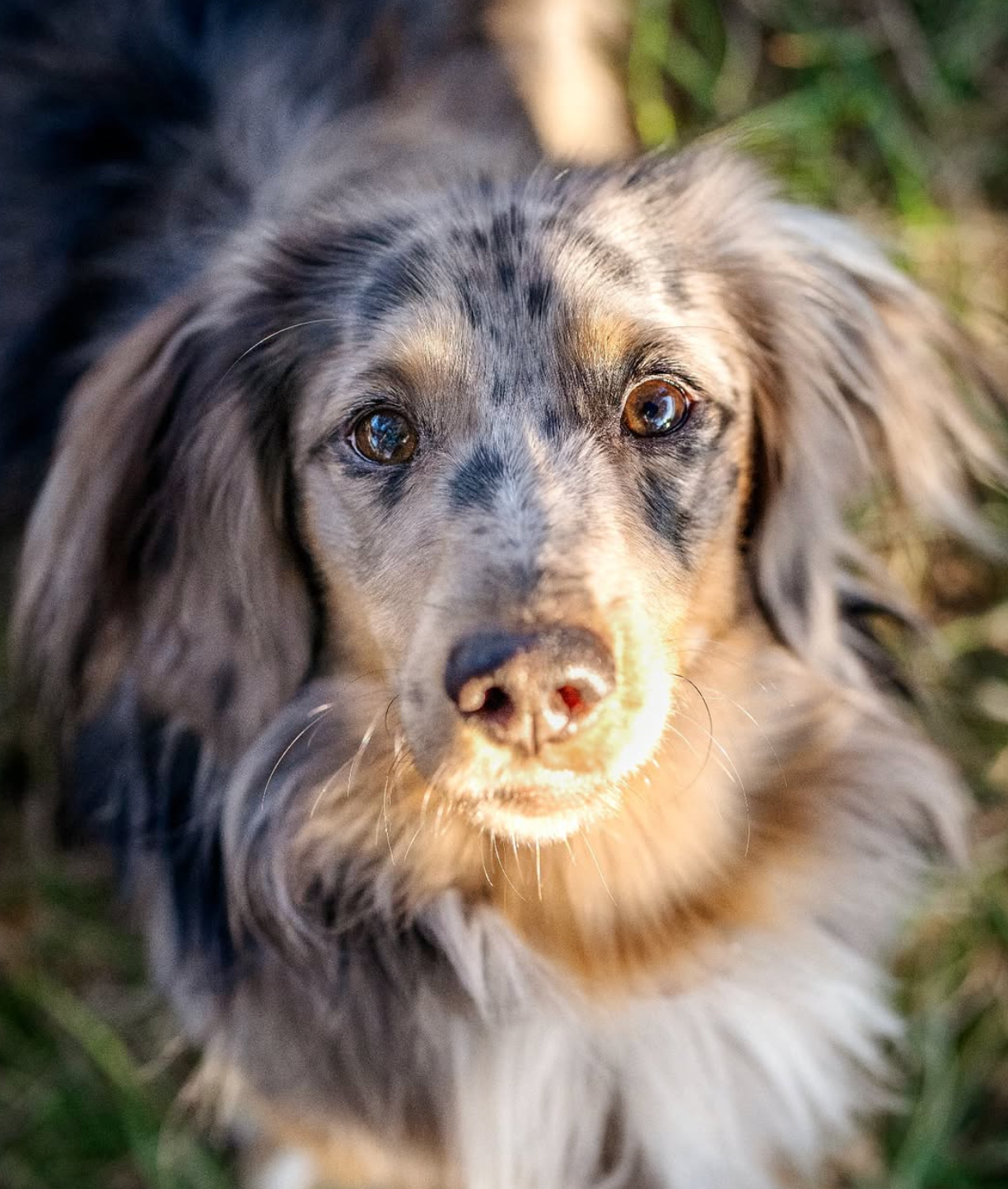 Help Lucky Walk Again campaign photo, 4 of 8