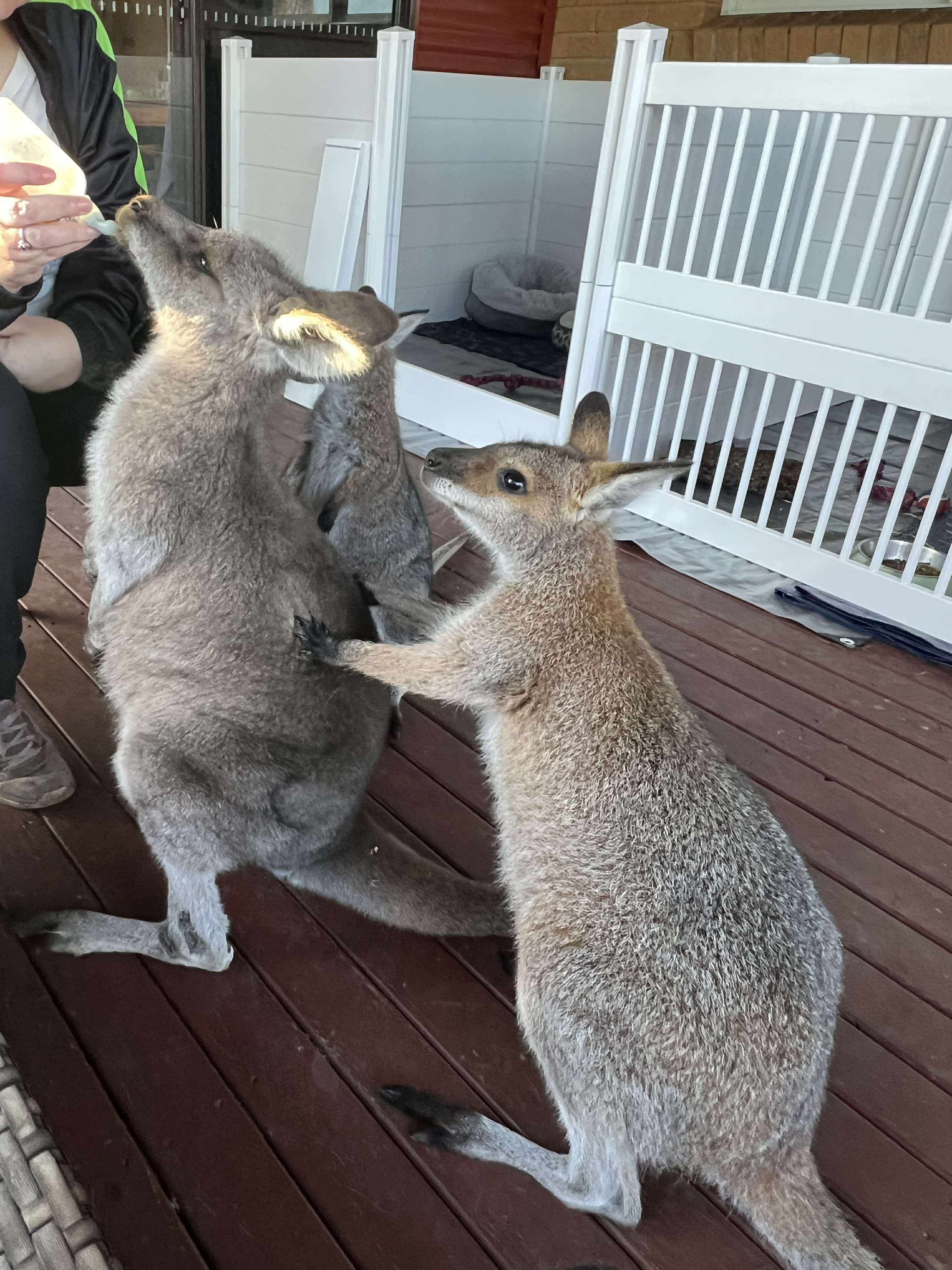 Macropod Release Enclosures & ICU Pods campaign photo, 7 of 8