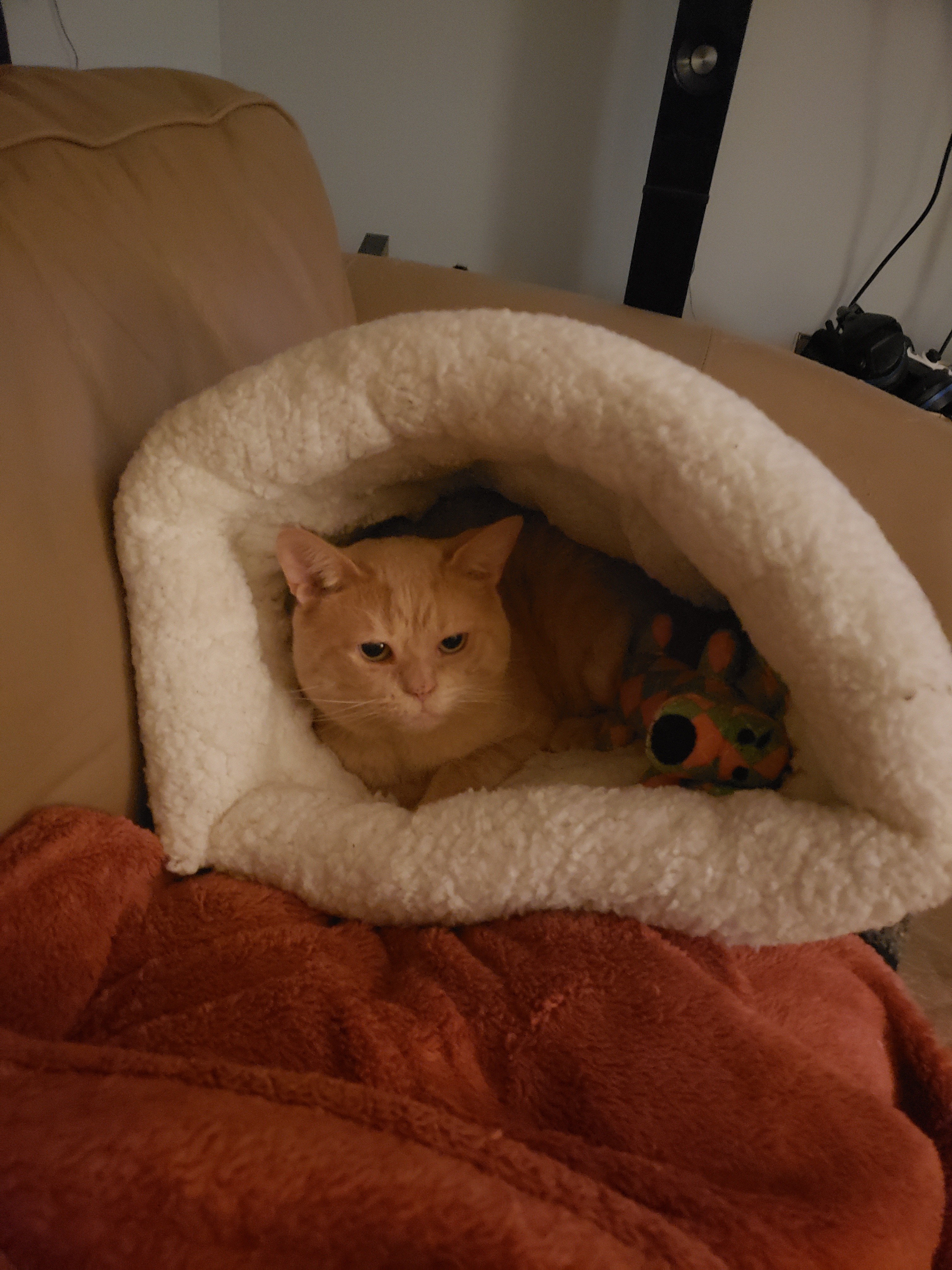 Forrest Grump's Surgery Fund campaign photo, 2 of 4