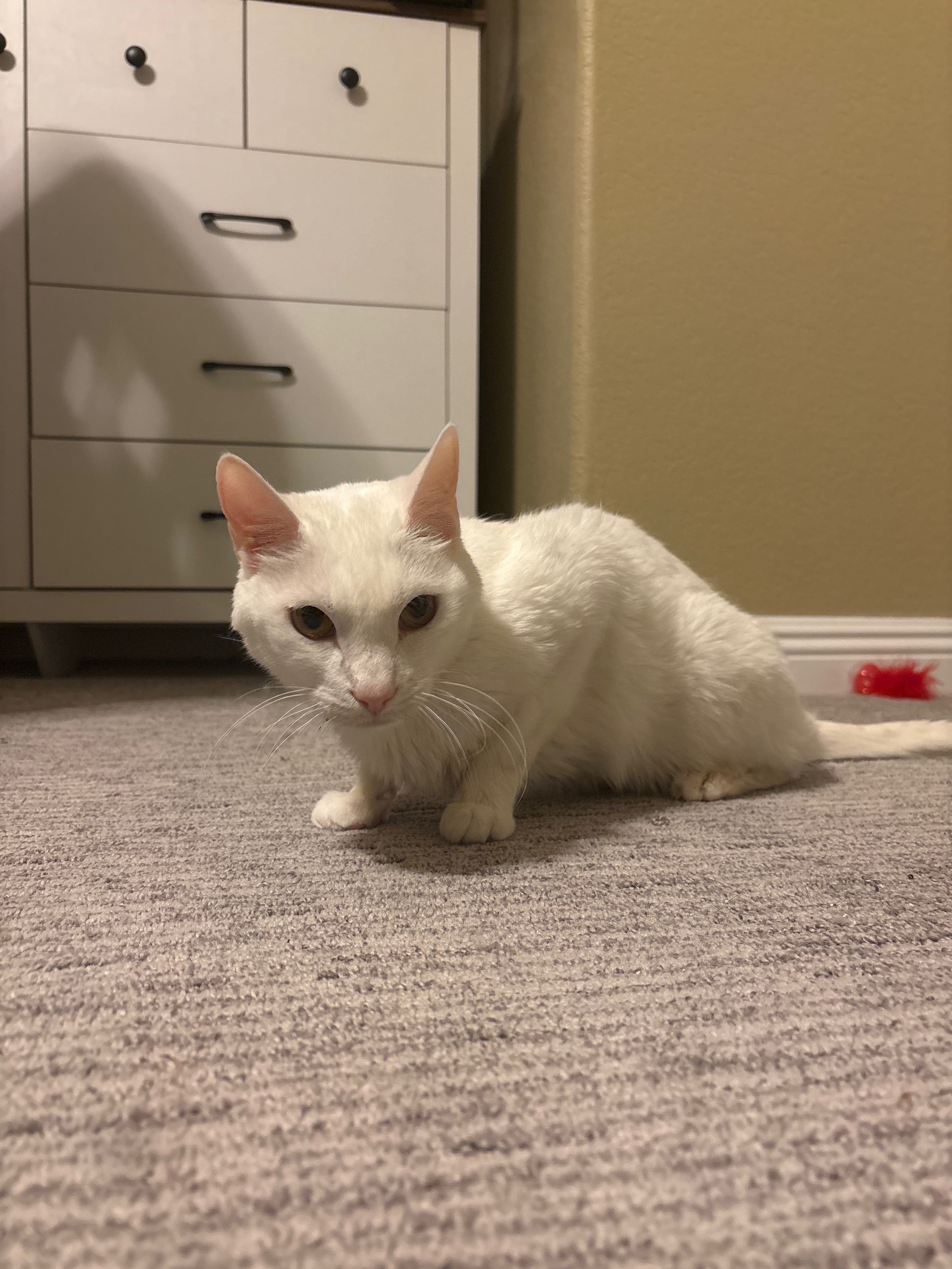 Donate to Save Milo from Hyperthyroidism campaign photo, 6 of 6