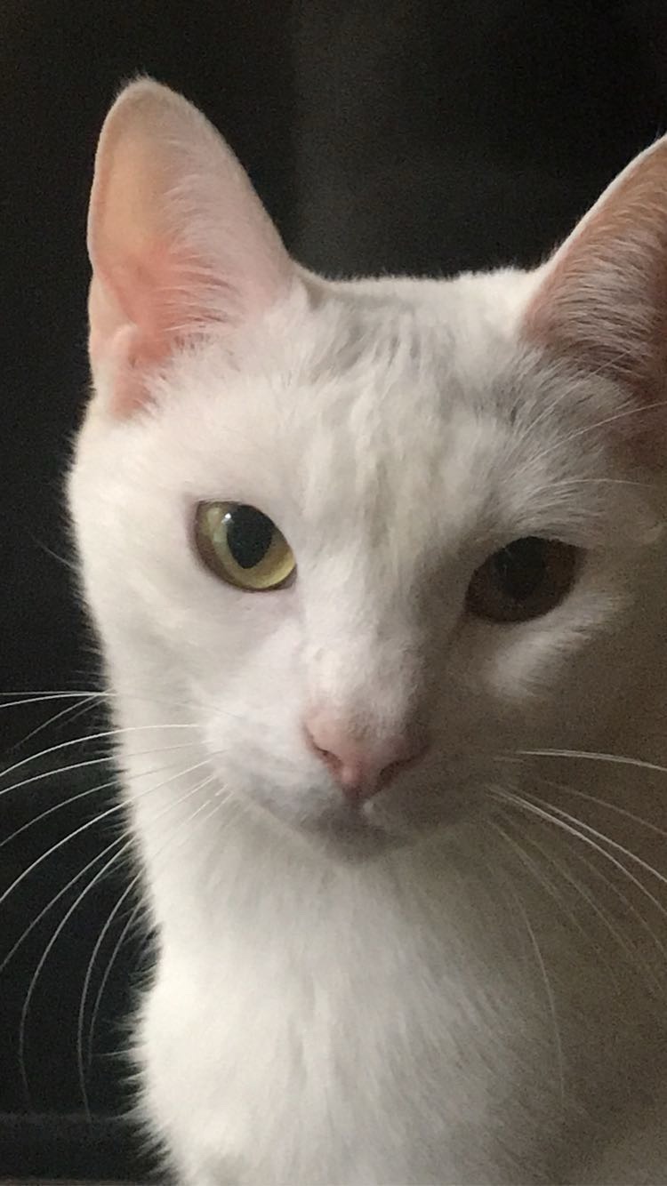 Donate to Save Milo from Hyperthyroidism campaign photo, 4 of 6