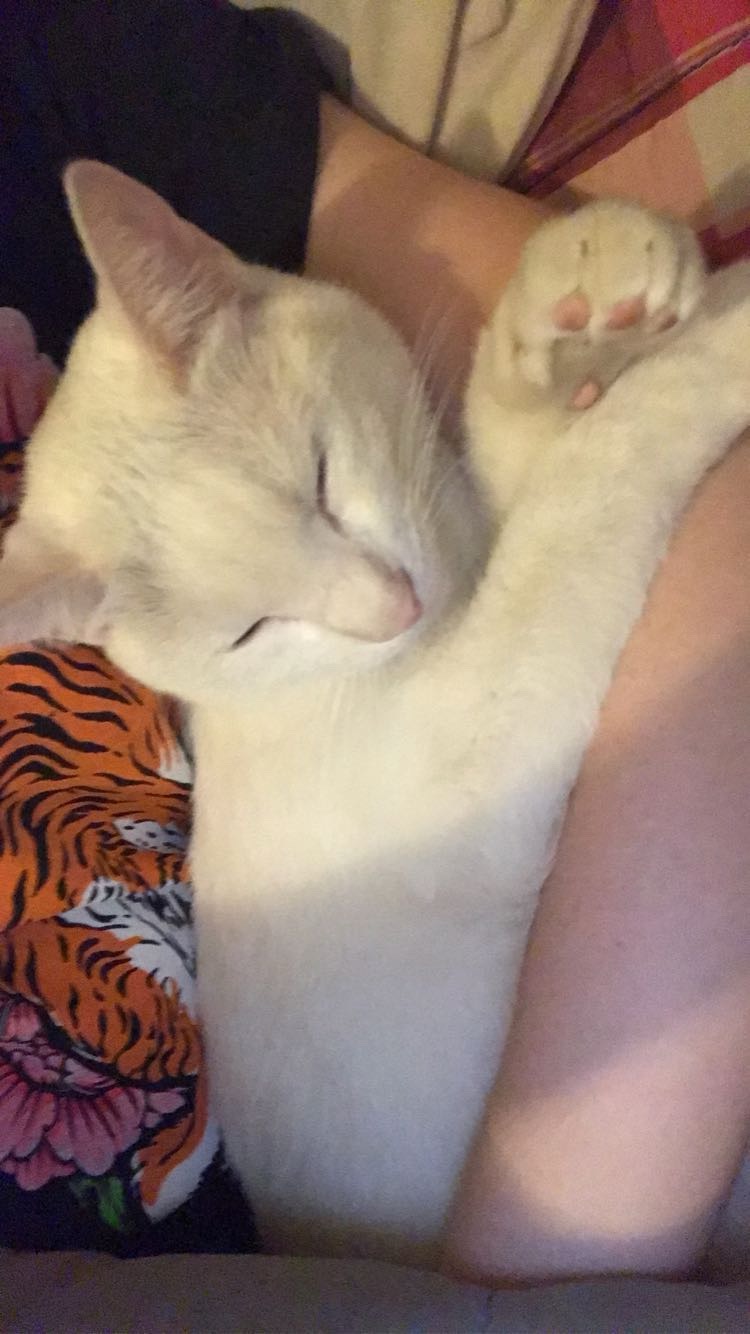 Donate to Save Milo from Hyperthyroidism campaign photo, 5 of 6