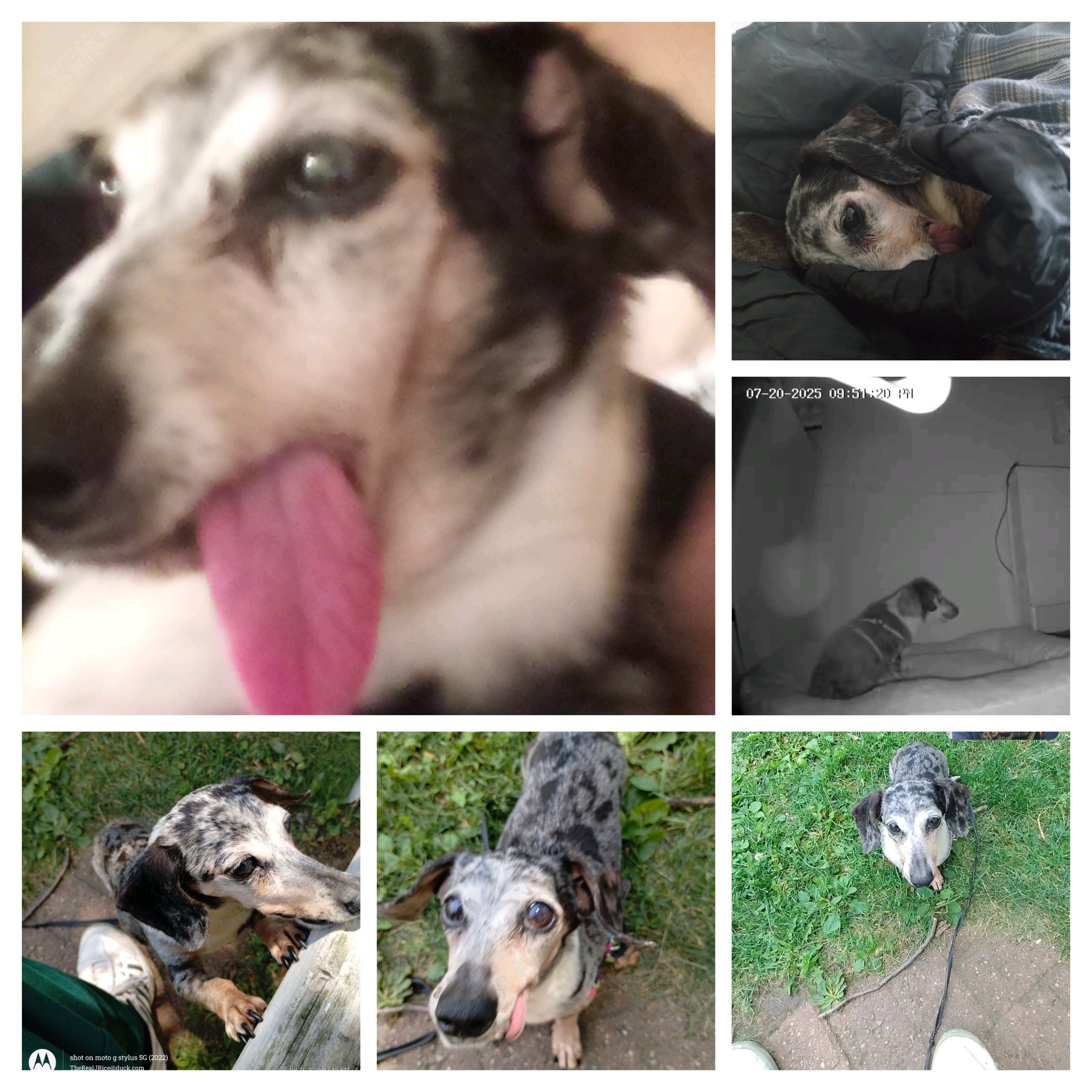 Help cover extensive vet bills for Kurtis n Lucky. campaign photo, 2 of 8