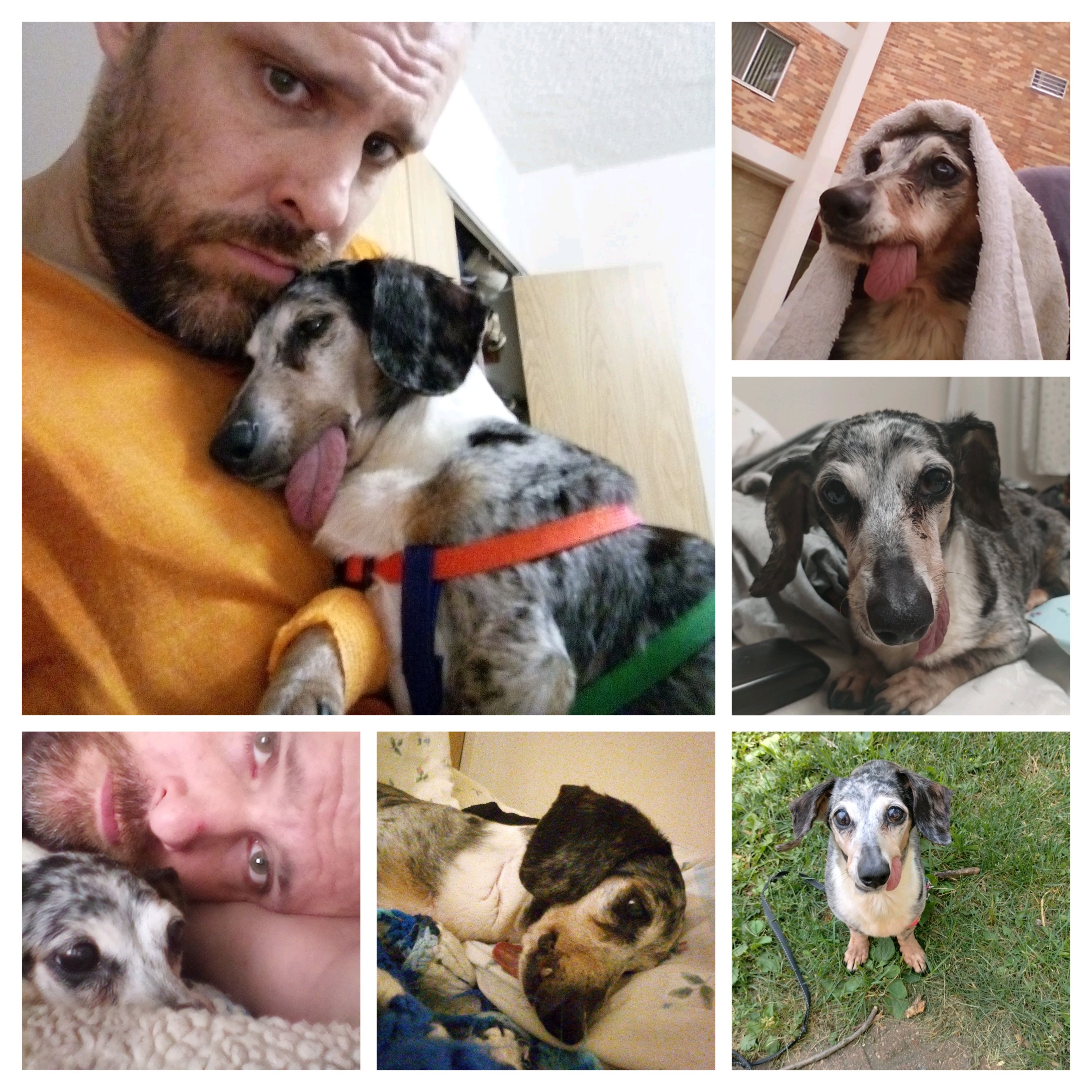 Help cover extensive vet bills for Kurtis n Lucky. campaign photo, 4 of 8