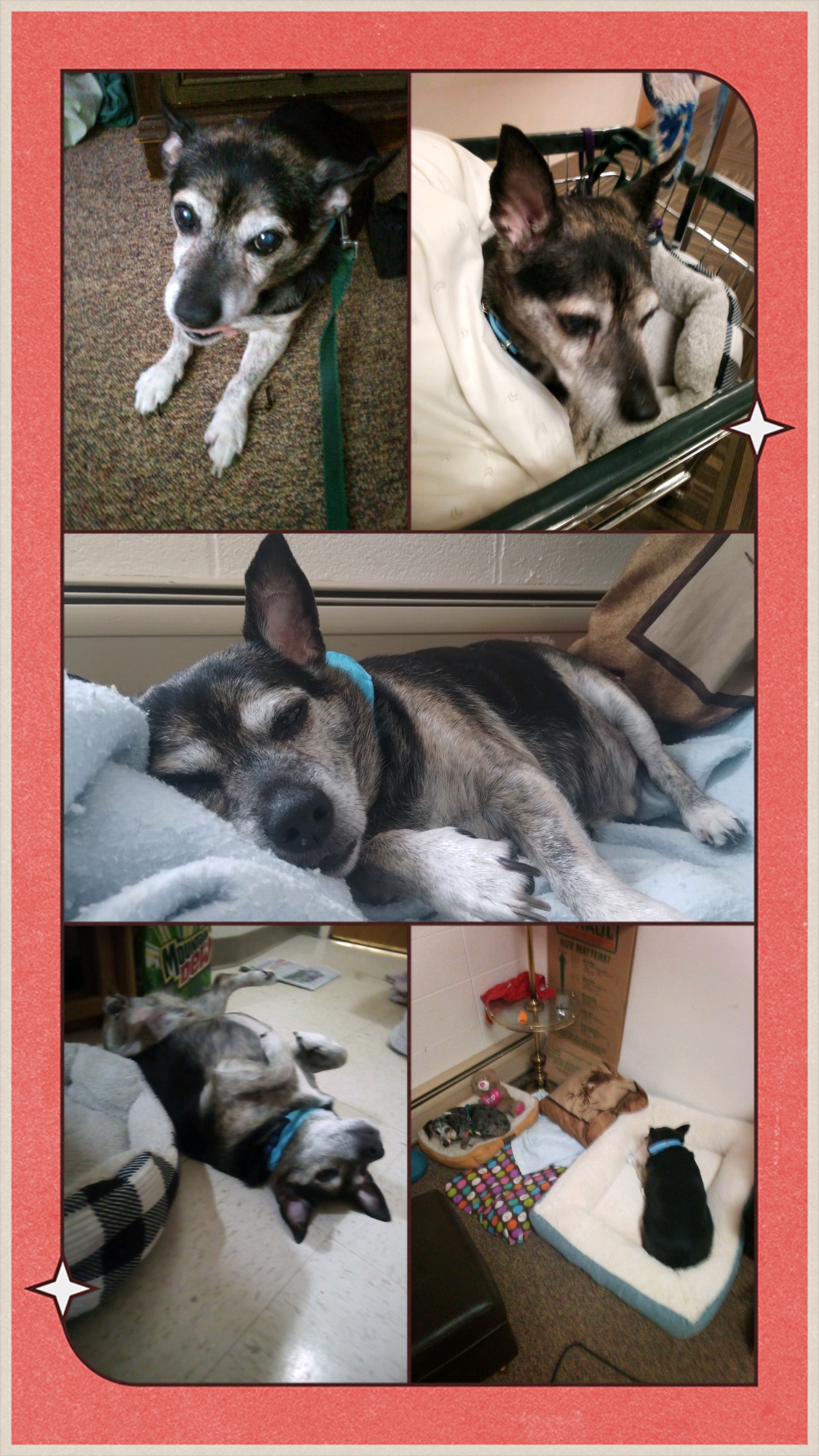 Help cover extensive vet bills for Kurtis n Lucky. campaign photo, 5 of 8