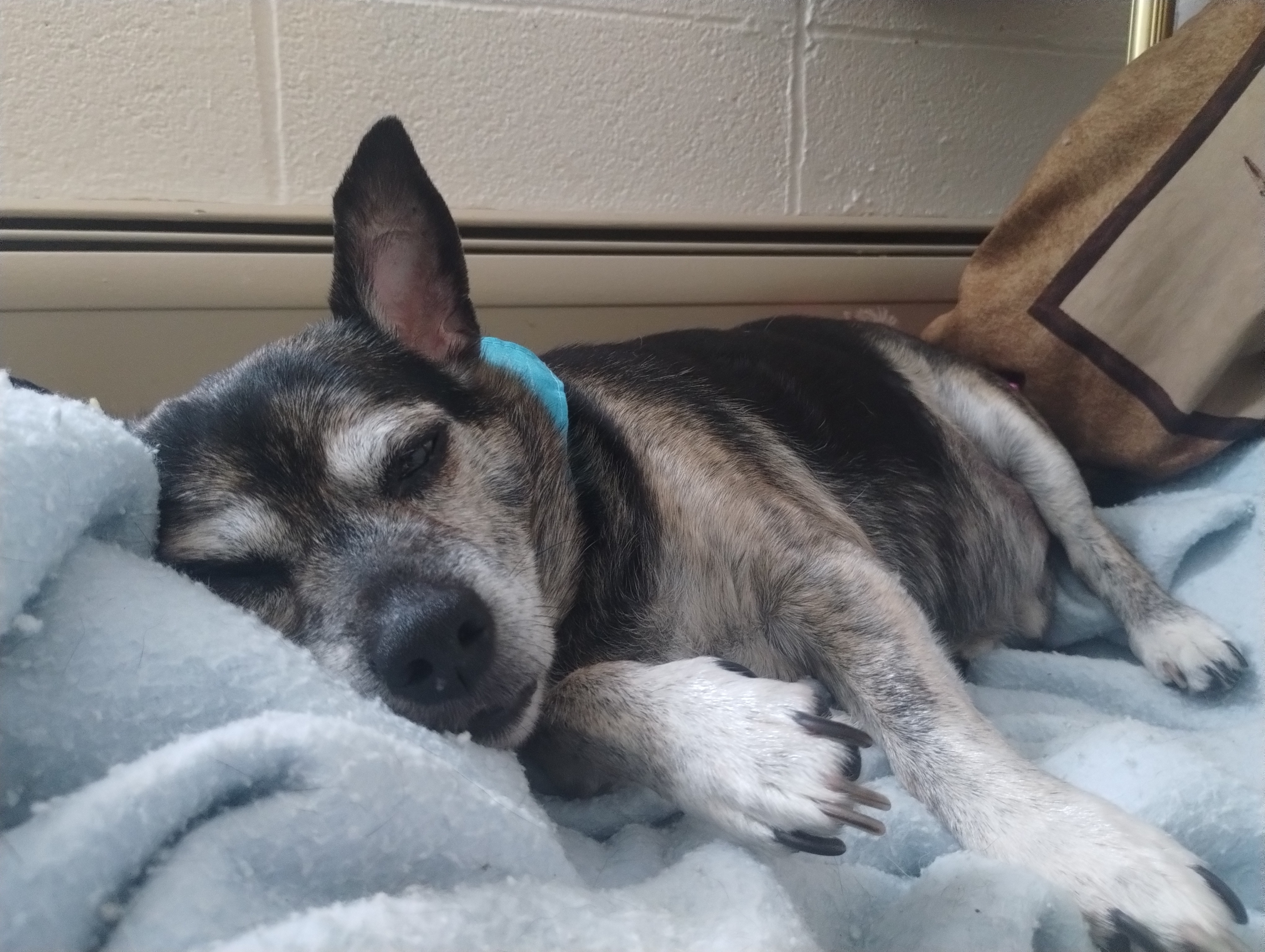 Help cover extensive vet bills for Kurtis n Lucky. campaign photo, 6 of 8