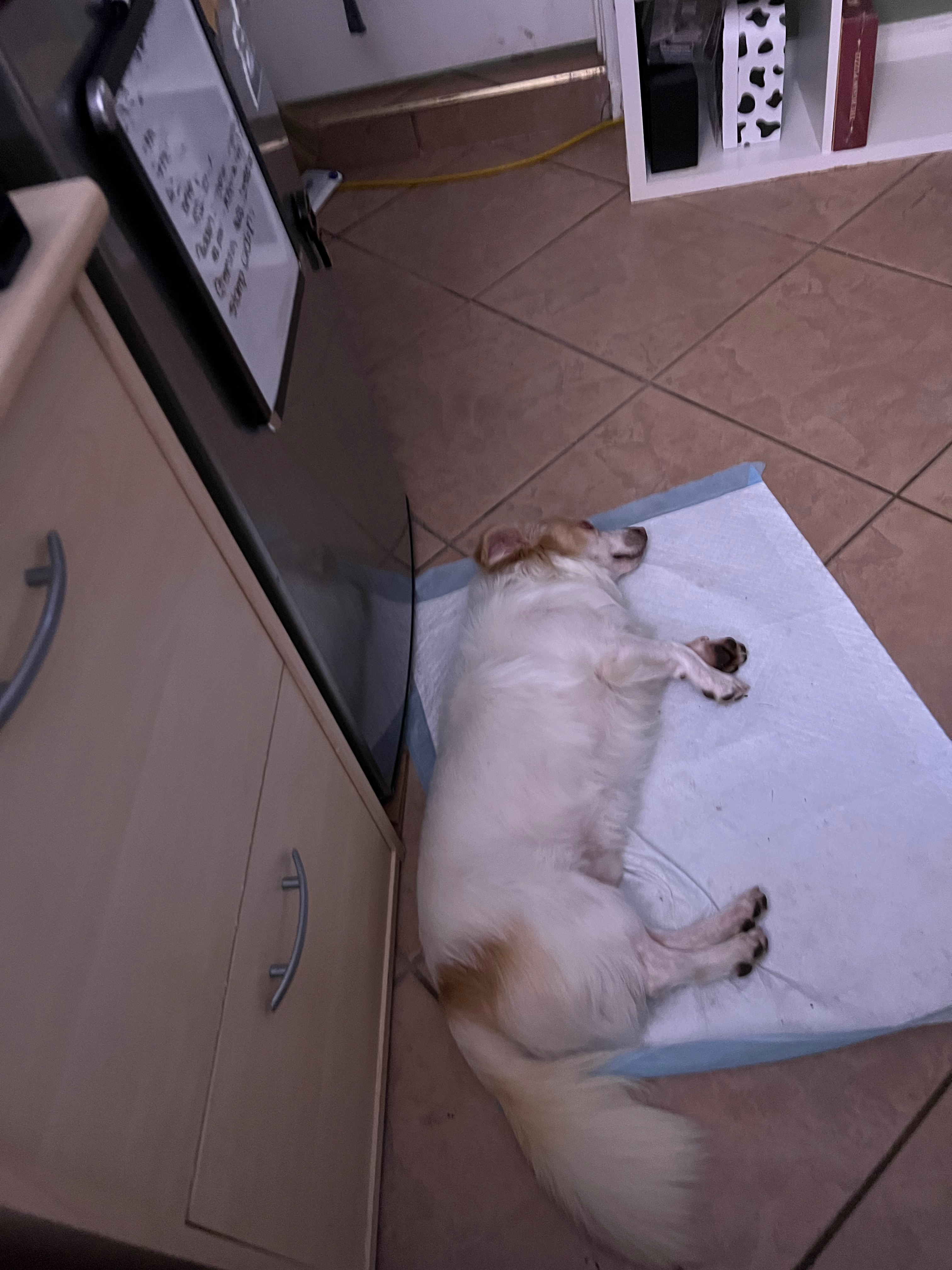 Save Chaping's Dog: Support His Surgery campaign photo, 2 of 7