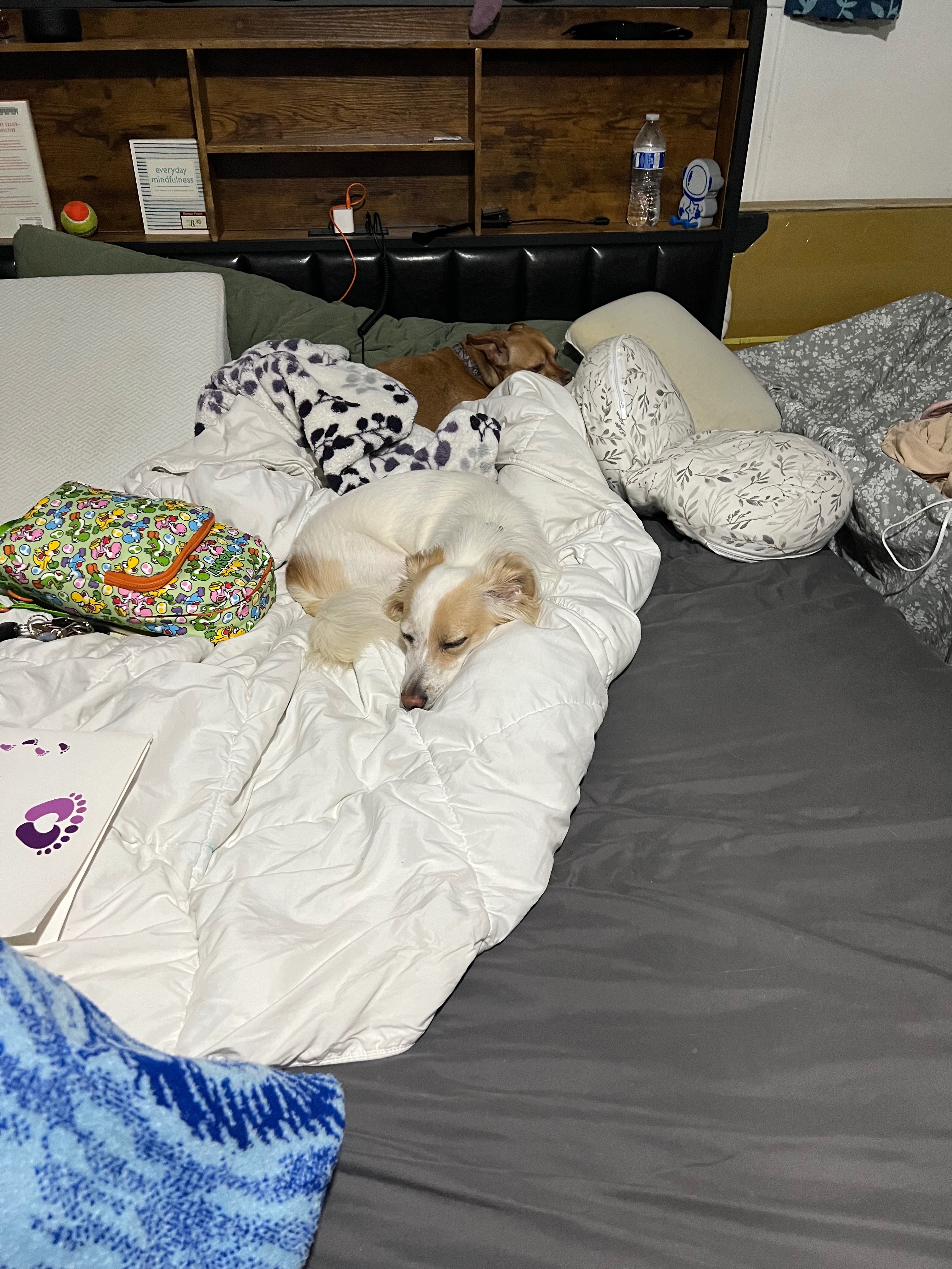 Save Chaping's Dog: Support His Surgery campaign photo, 4 of 7