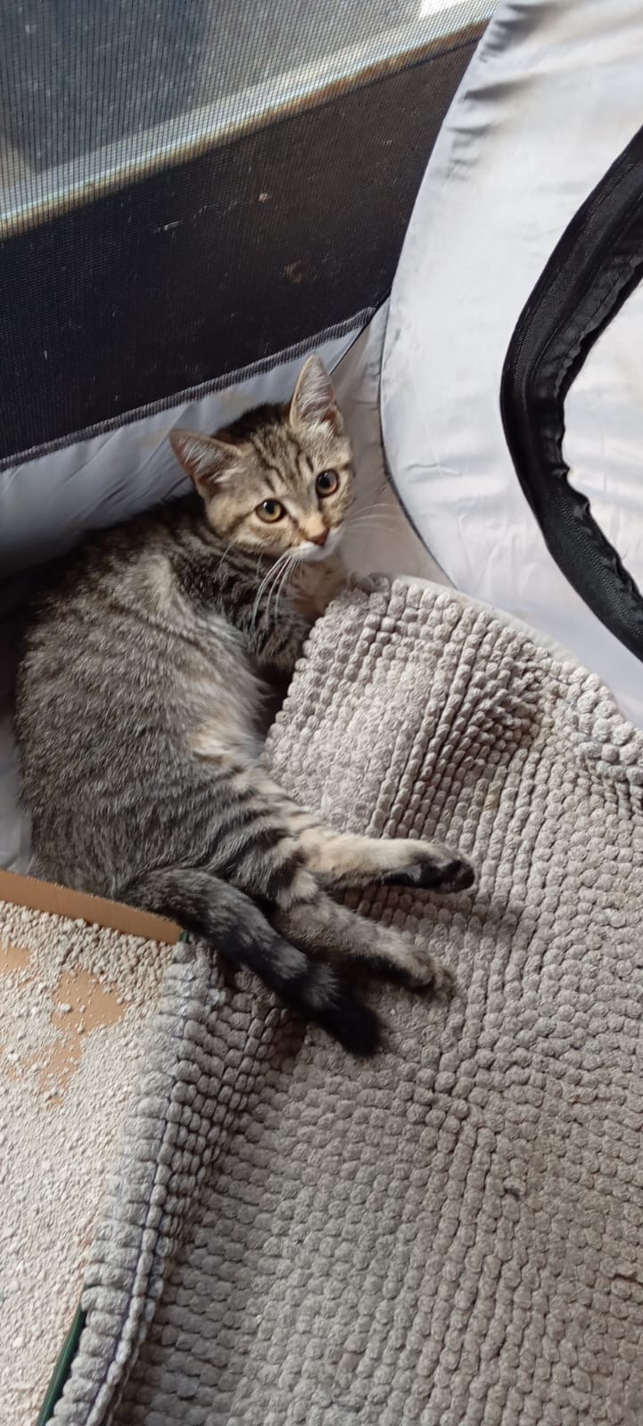 LEA, la gattina che credeva di avere le ali campaign photo, 4 of 5