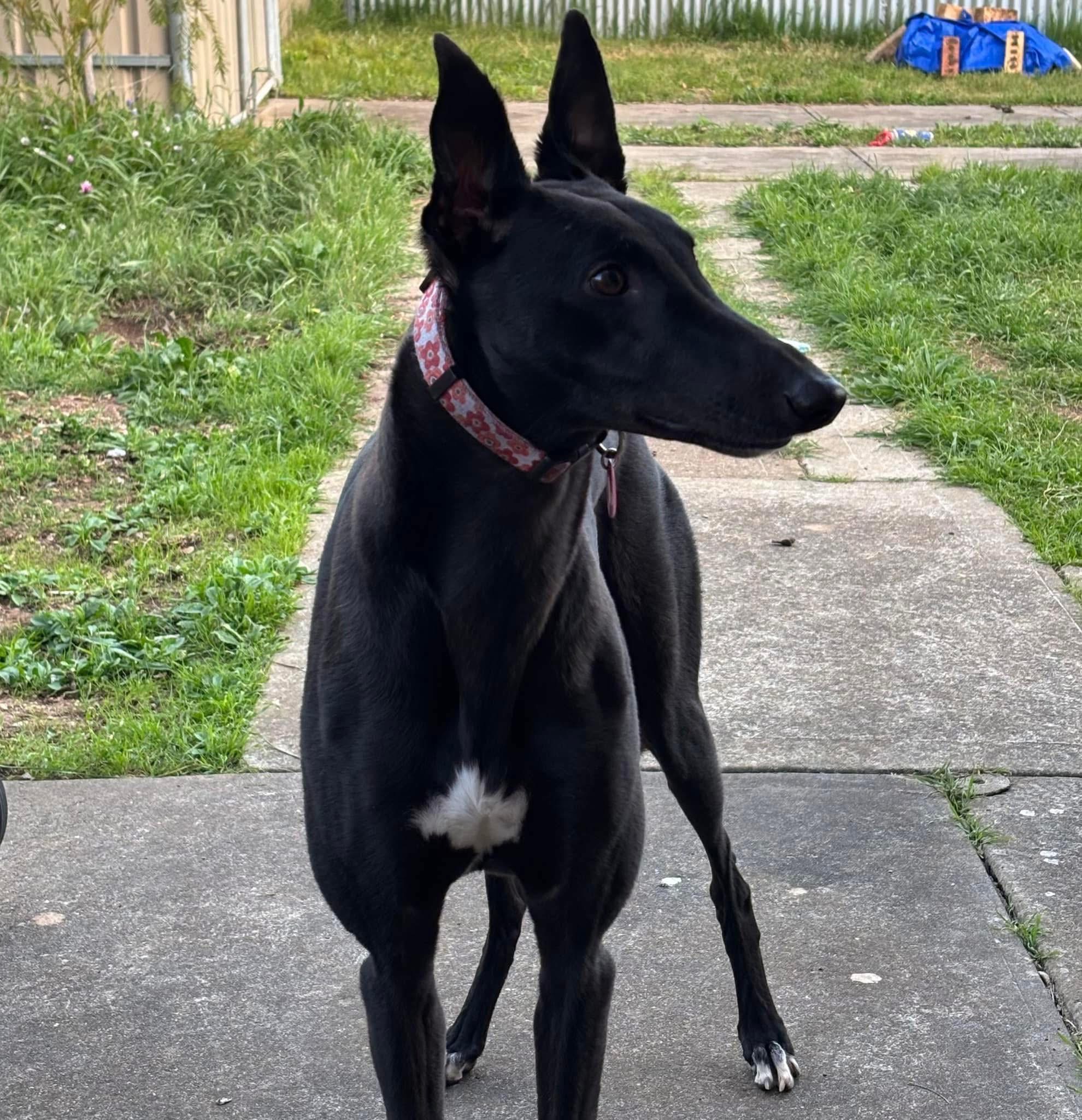 Help Cindy Lane the Greyhound Get Life-Saving Leg Surgery campaign photo, 7 of 8