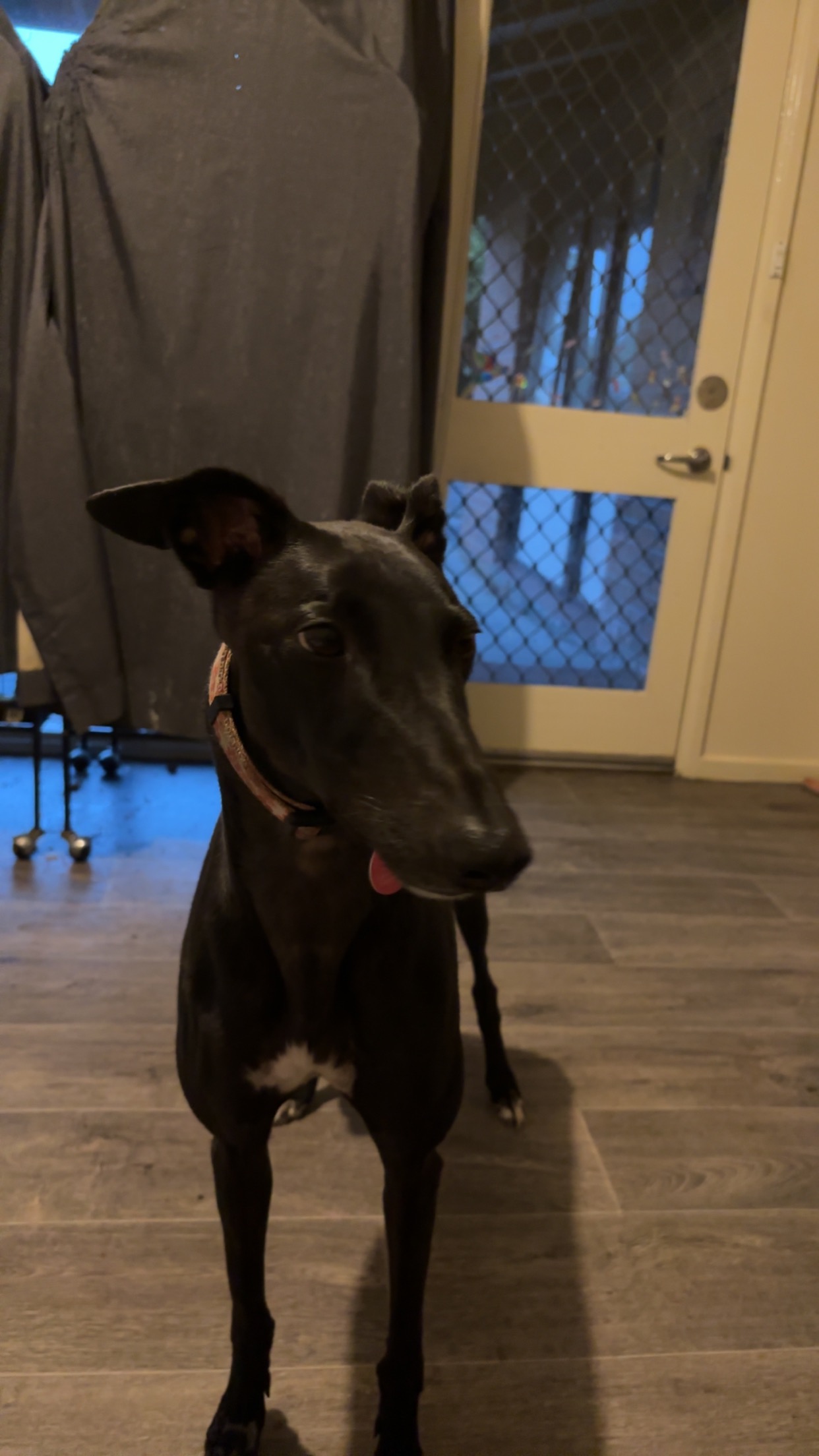 Help Cindy Lane the Greyhound Get Life-Saving Leg Surgery campaign photo, 2 of 8