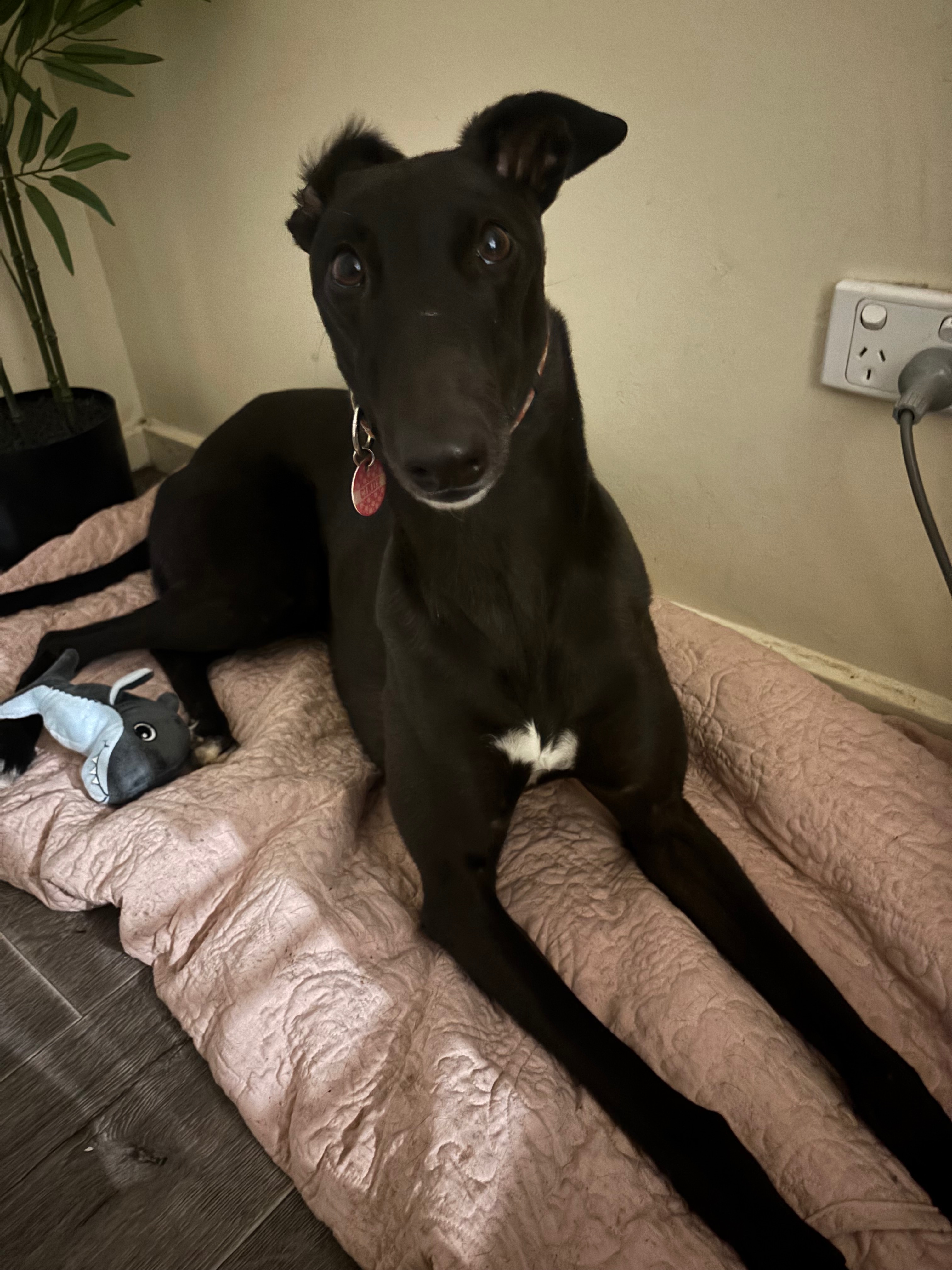 Help Cindy Lane the Greyhound Get Life-Saving Leg Surgery campaign photo, 4 of 8