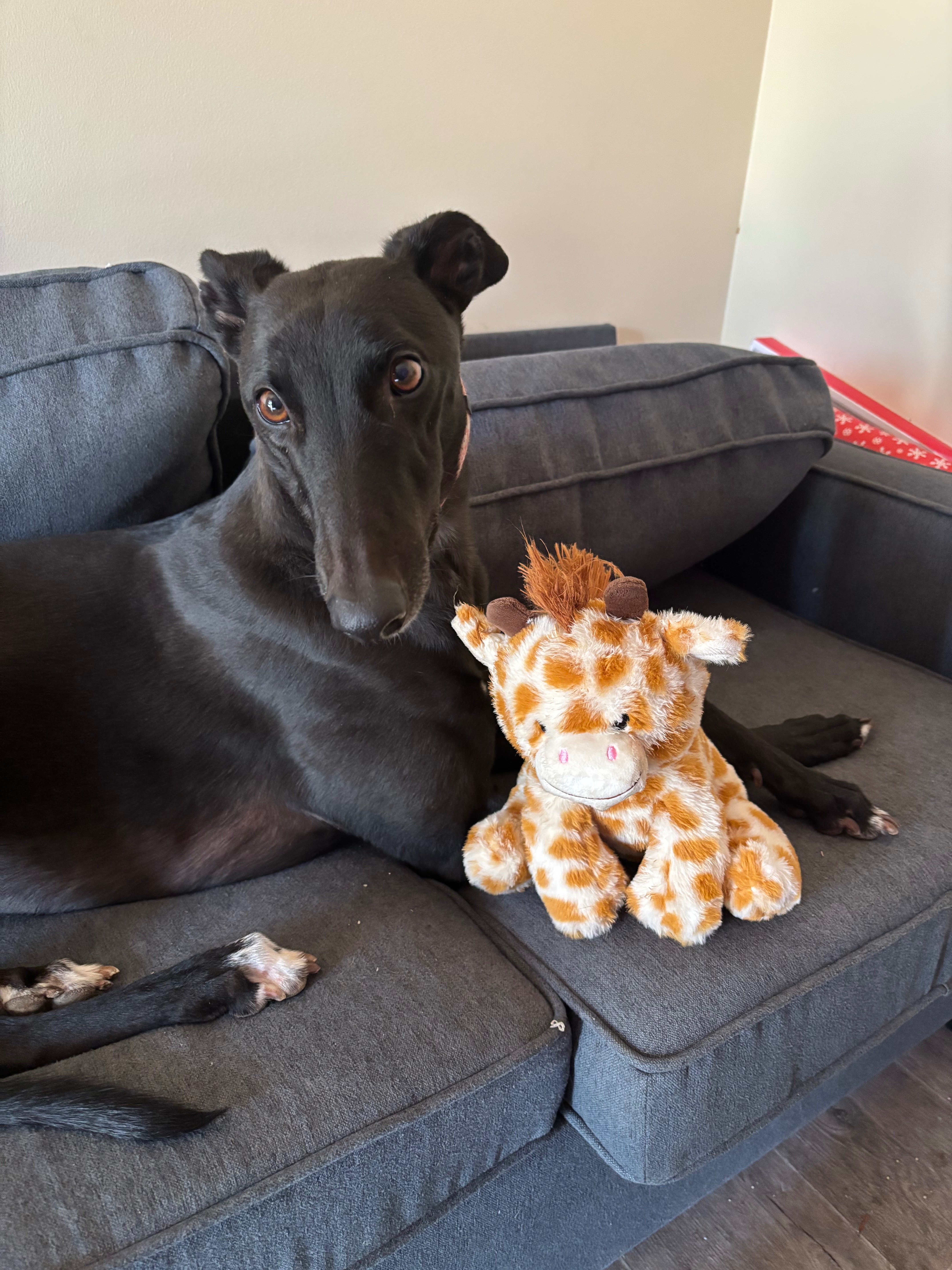 Help Cindy Lane the Greyhound Get Life-Saving Leg Surgery campaign photo, 5 of 8