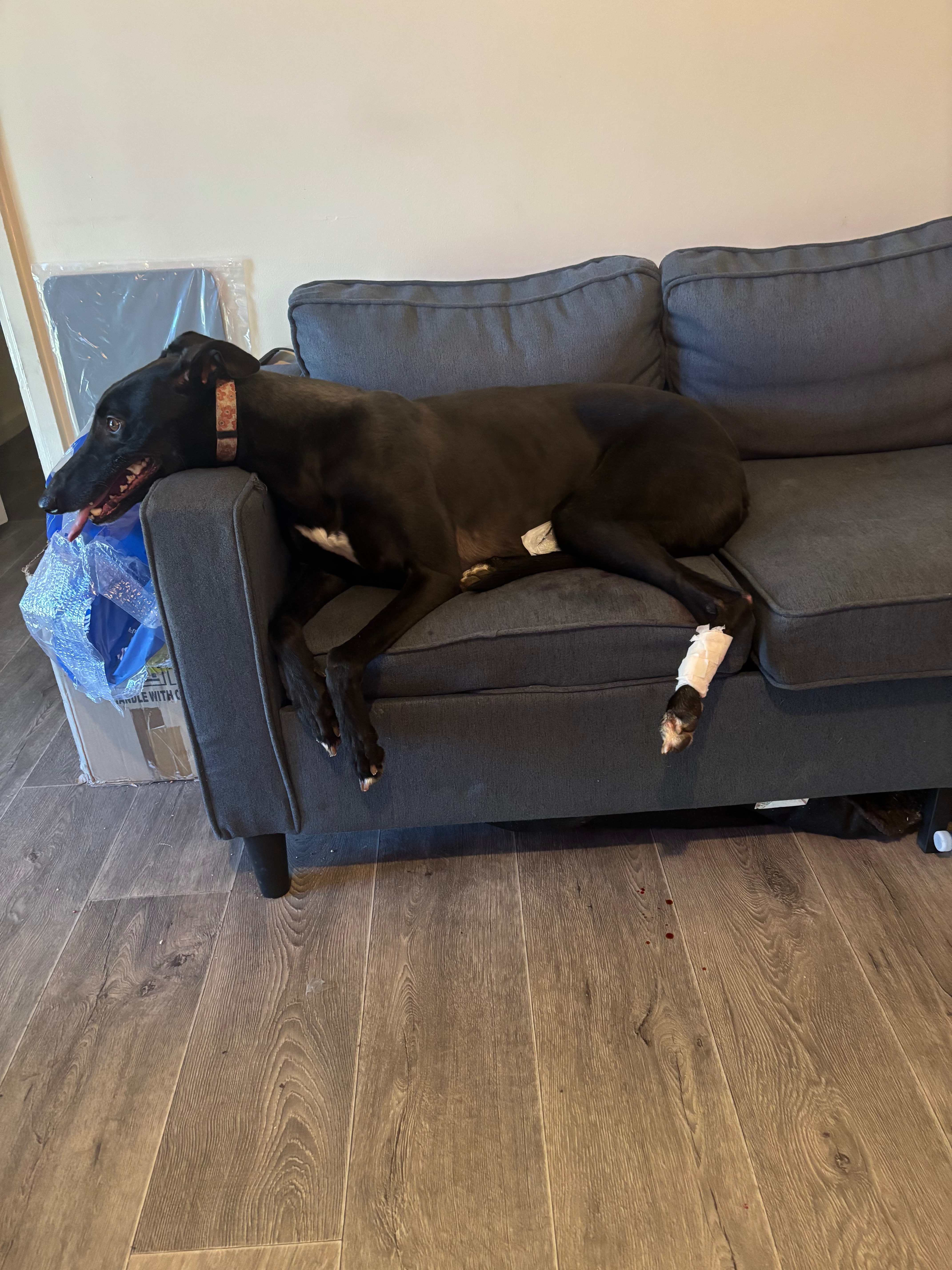 Help Cindy Lane the Greyhound Get Life-Saving Leg Surgery campaign photo, 6 of 8