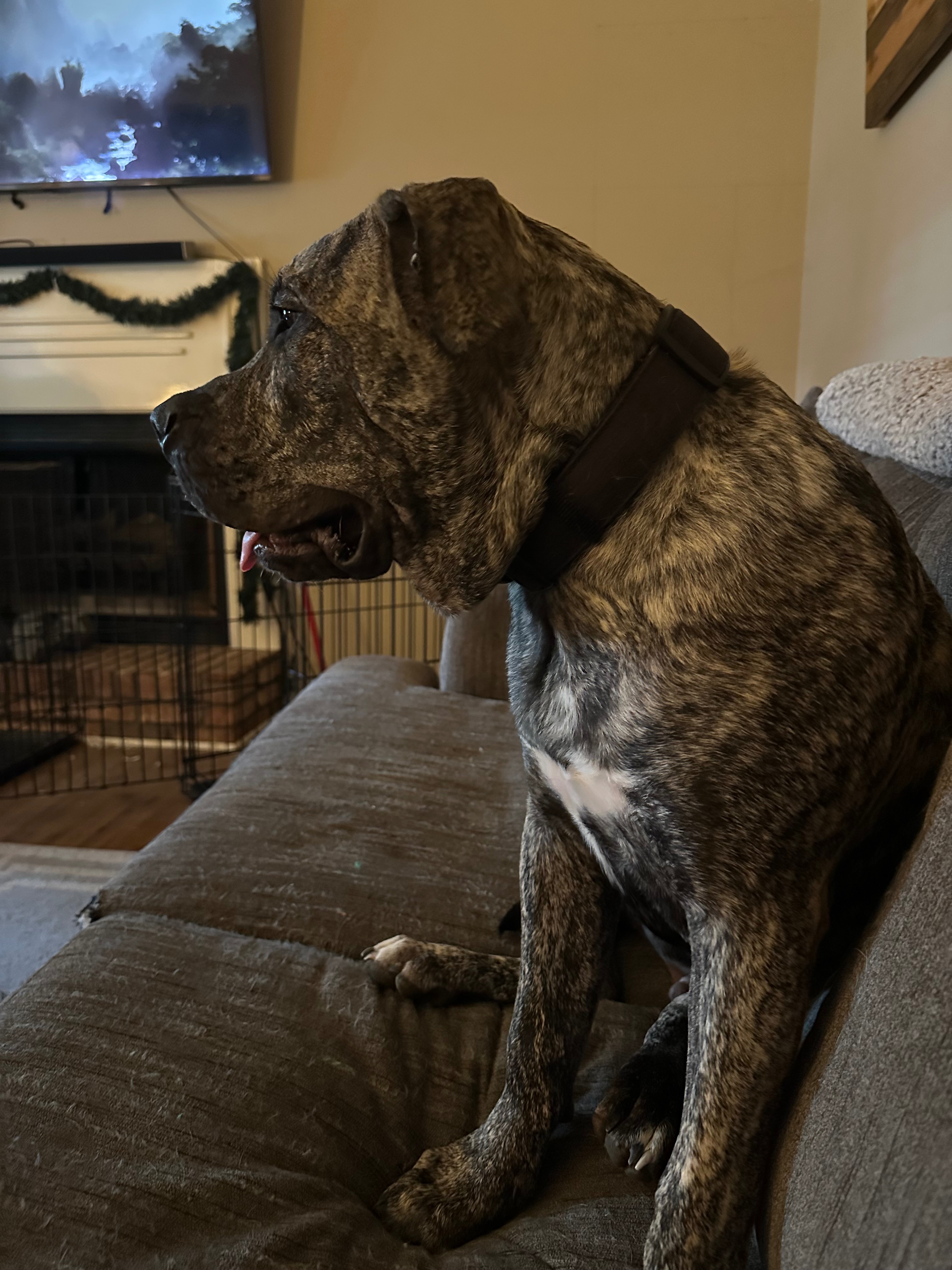 Please help Gunnar get the training he needs. campaign photo, 7 of 8